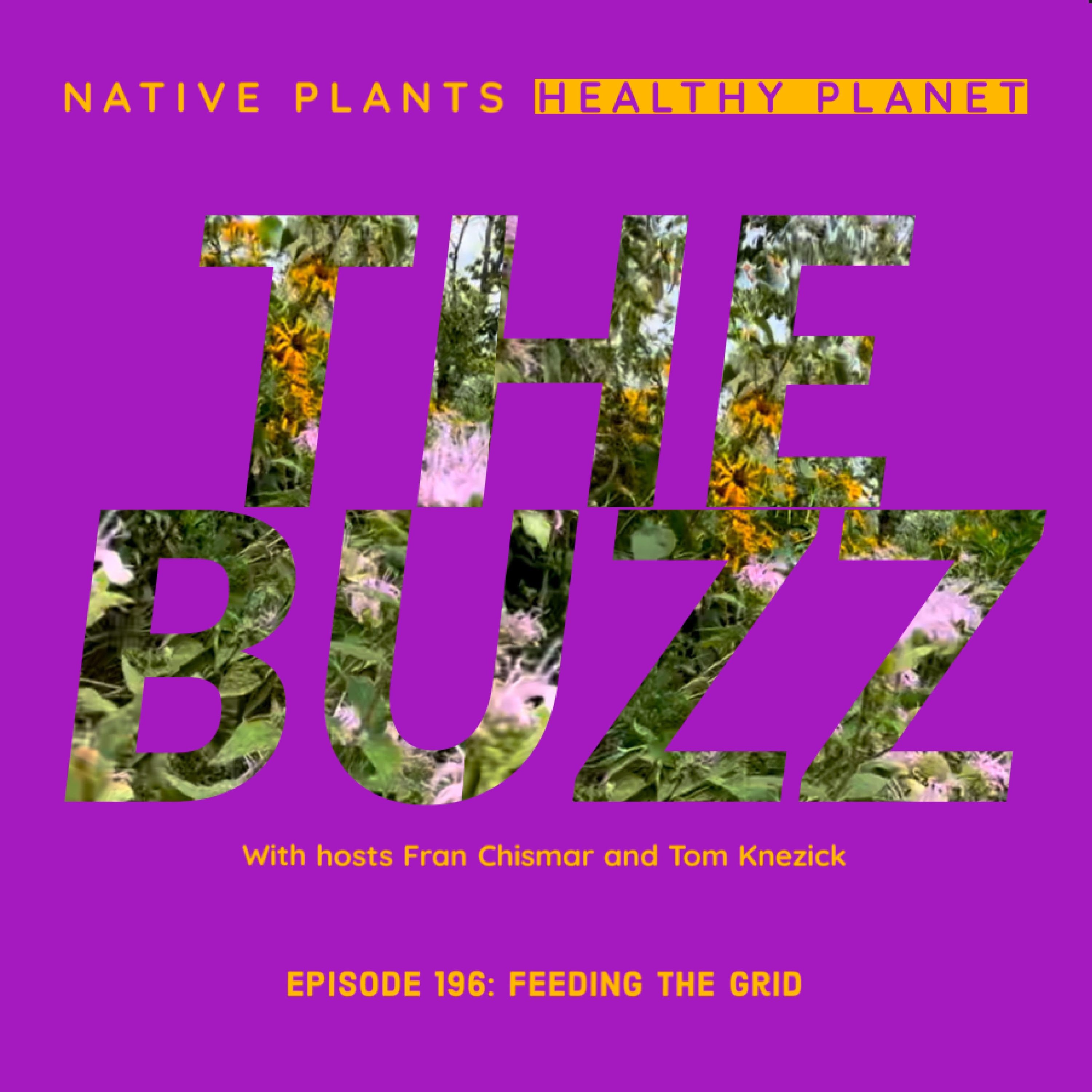 The Buzz -Feeding the Grid