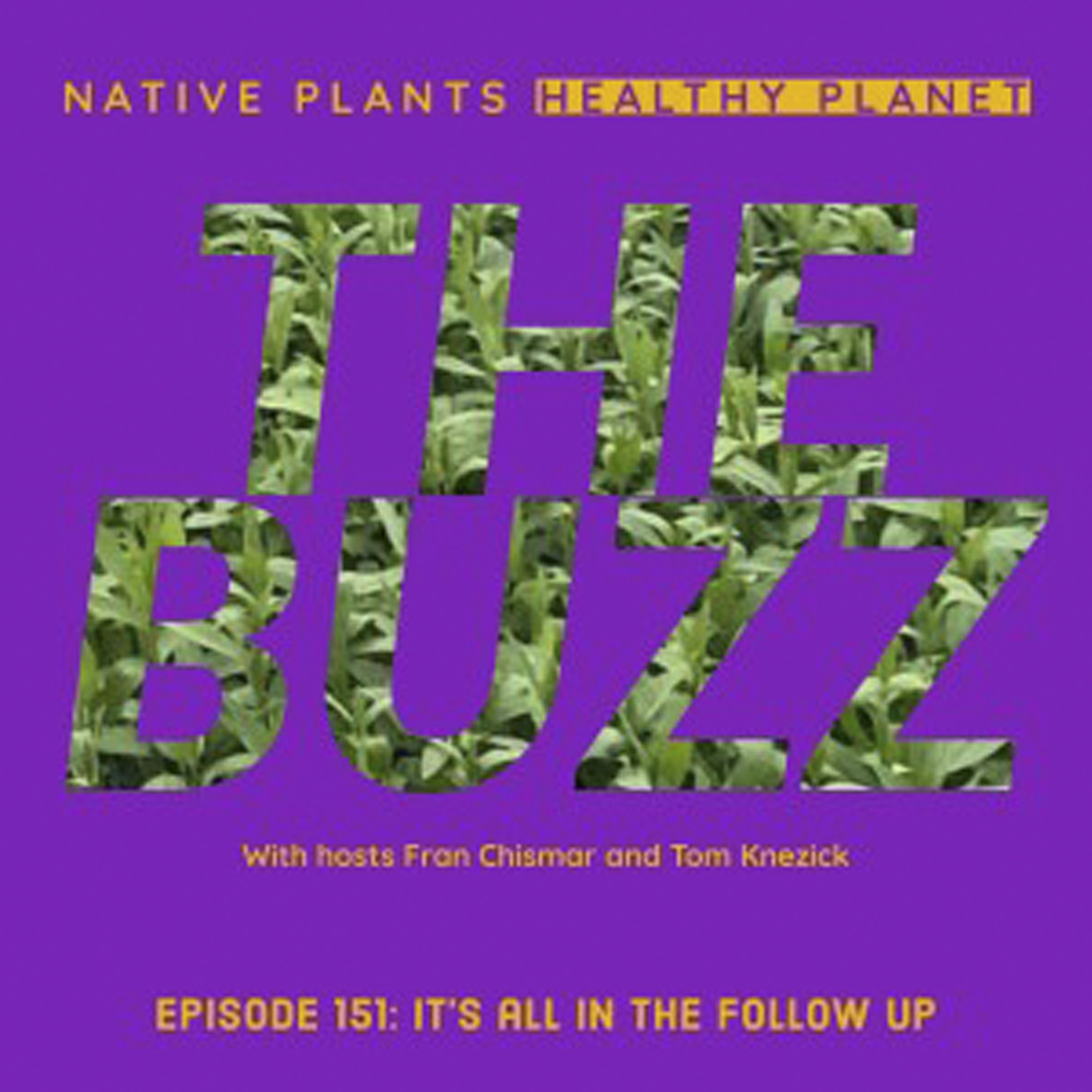 The Buzz - It’s All In Follow Up