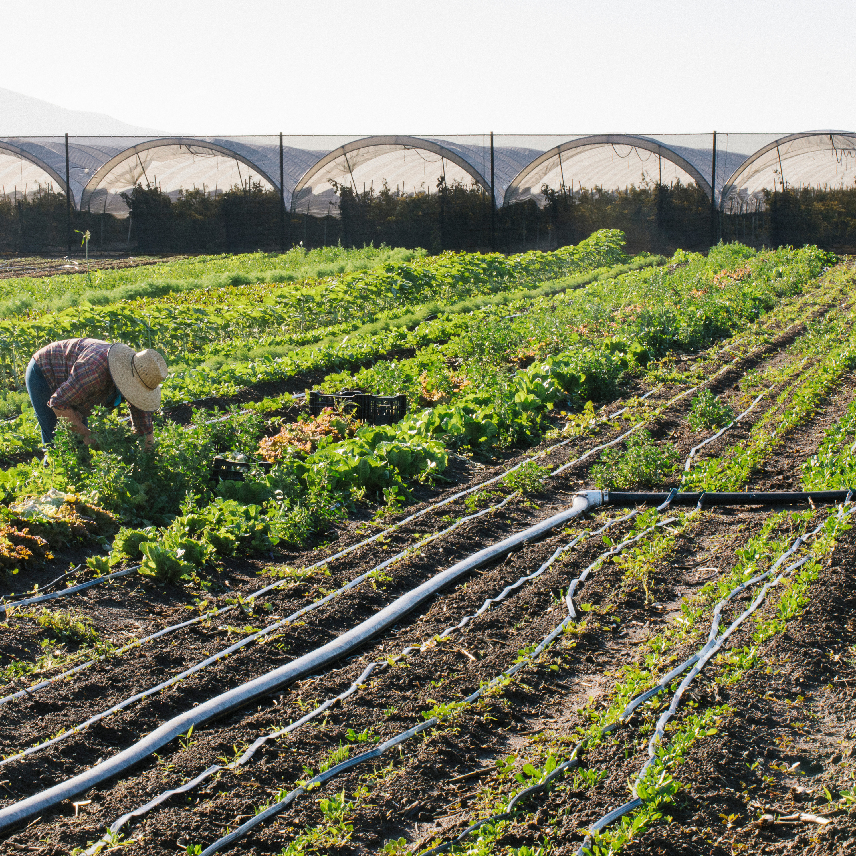 Young Farmers Podcast