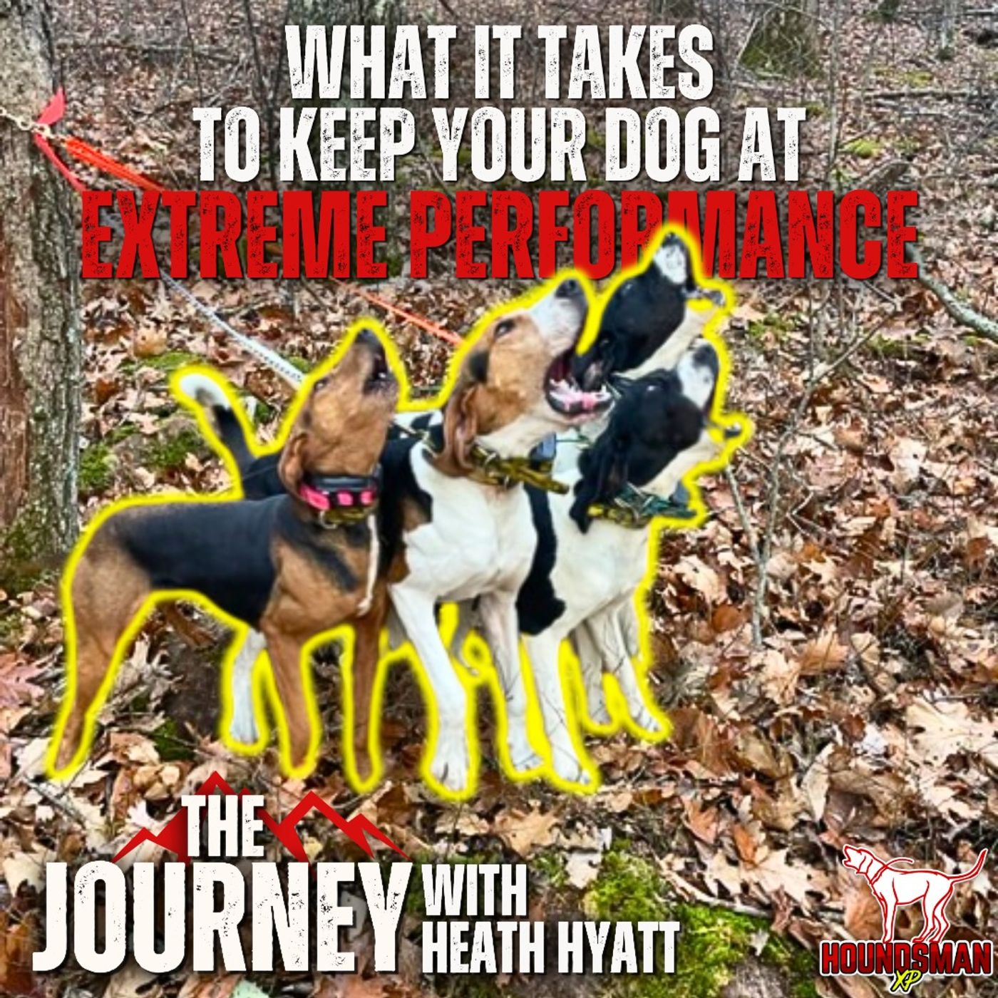 What it Takes to Keep Your Dog at Extreme Performance