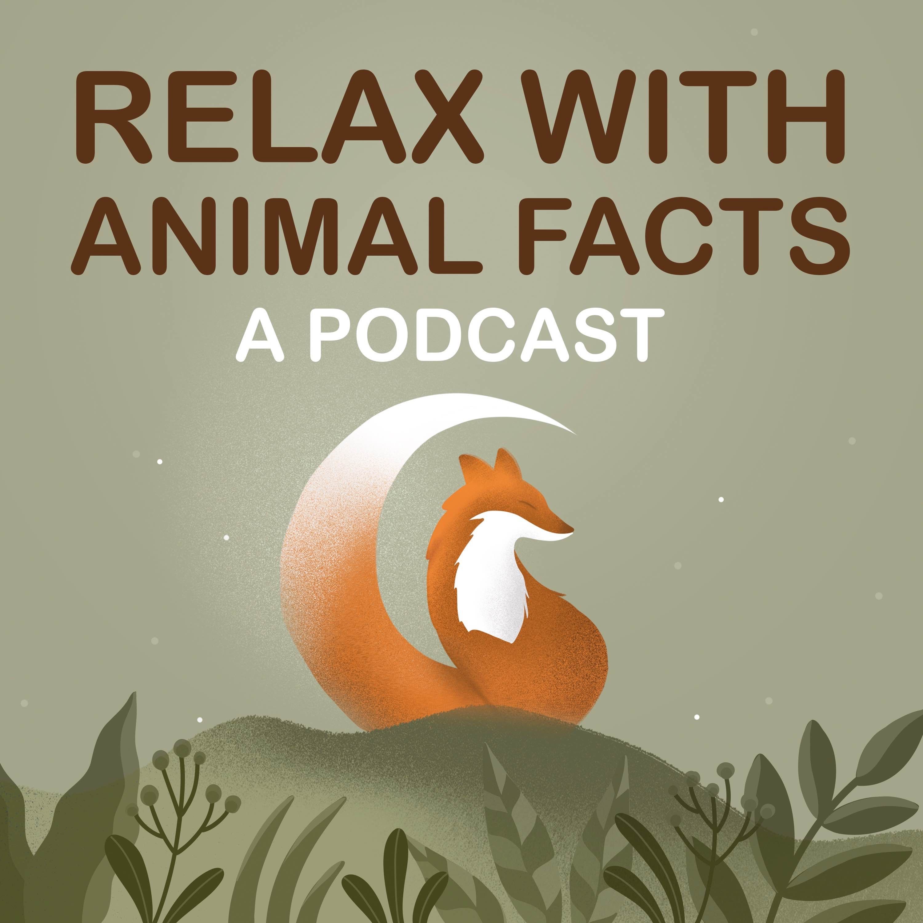 Amazon River Dolphin (Season Finale)