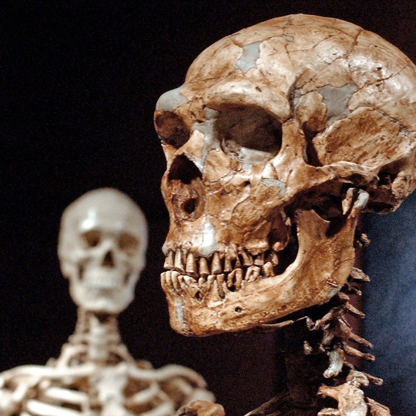 The Sunday Daily: Our Neanderthals, Ourselves