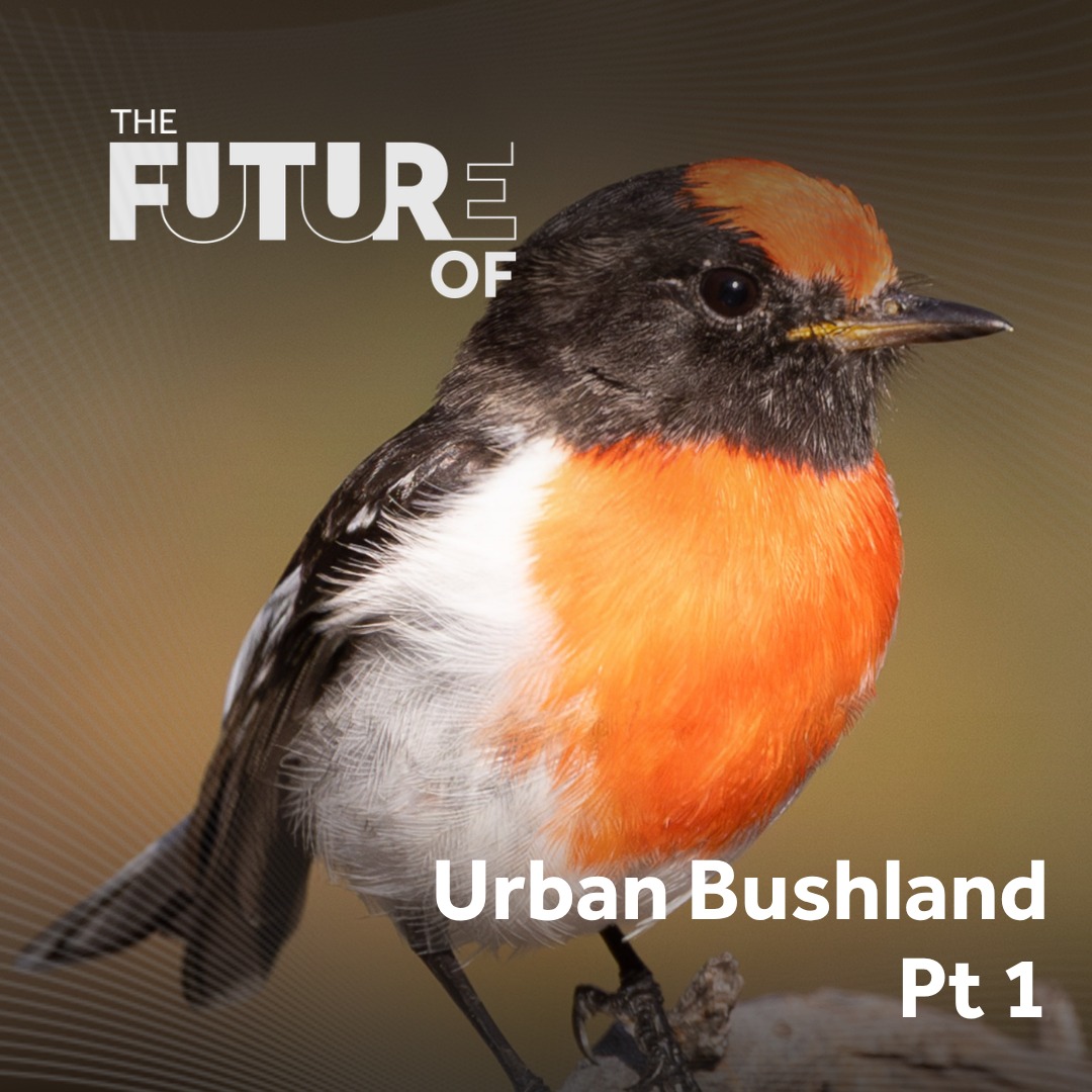 Urban Bushland: Jirdarup, restoration and best practice