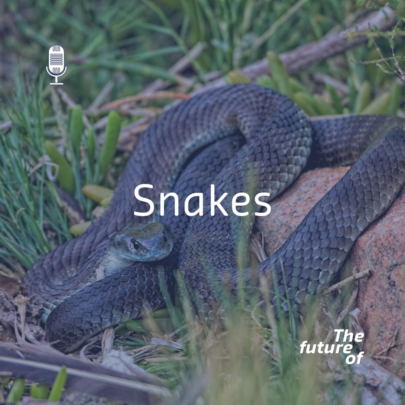 Snakes