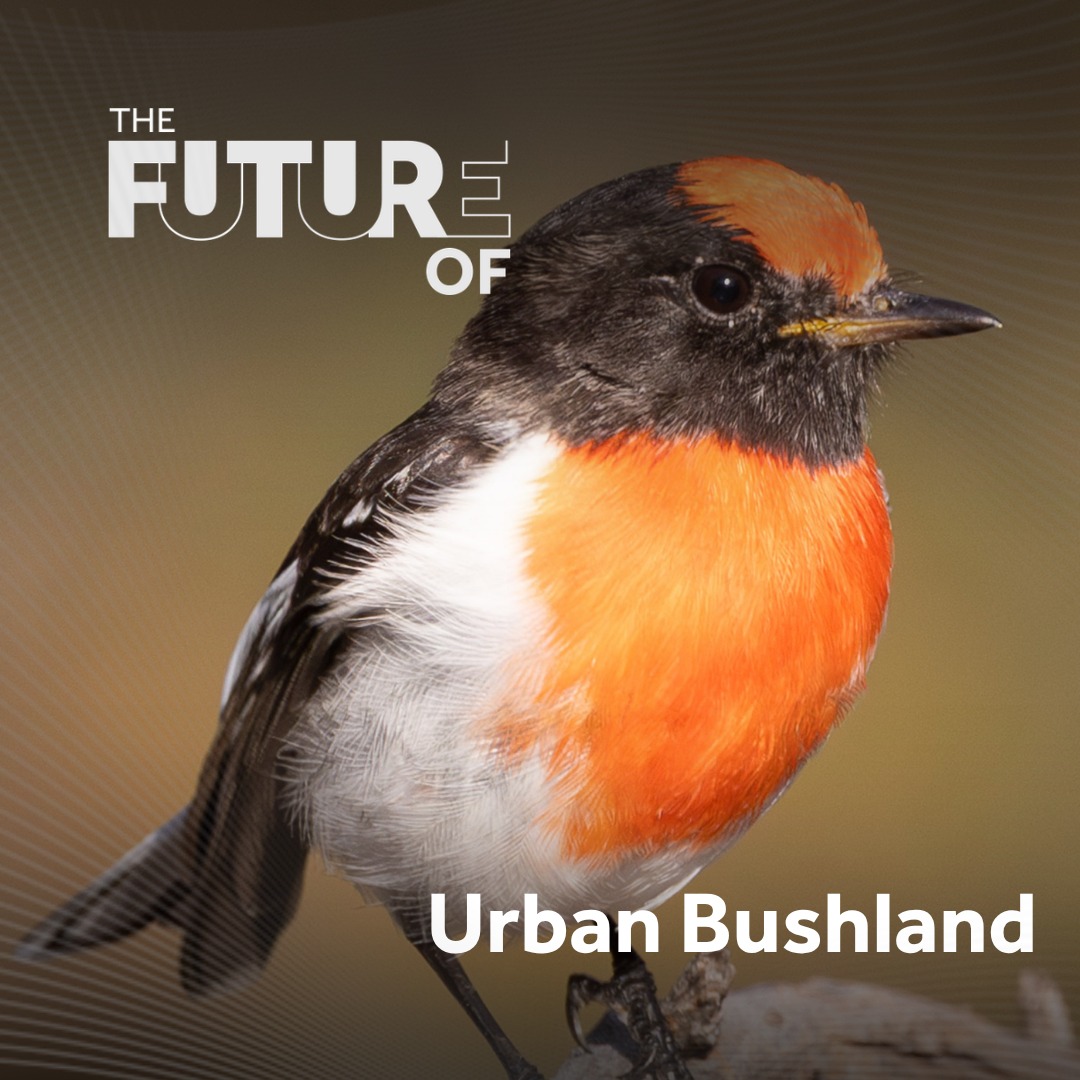 Urban Bushland: Jirdarup, restoration and best practice