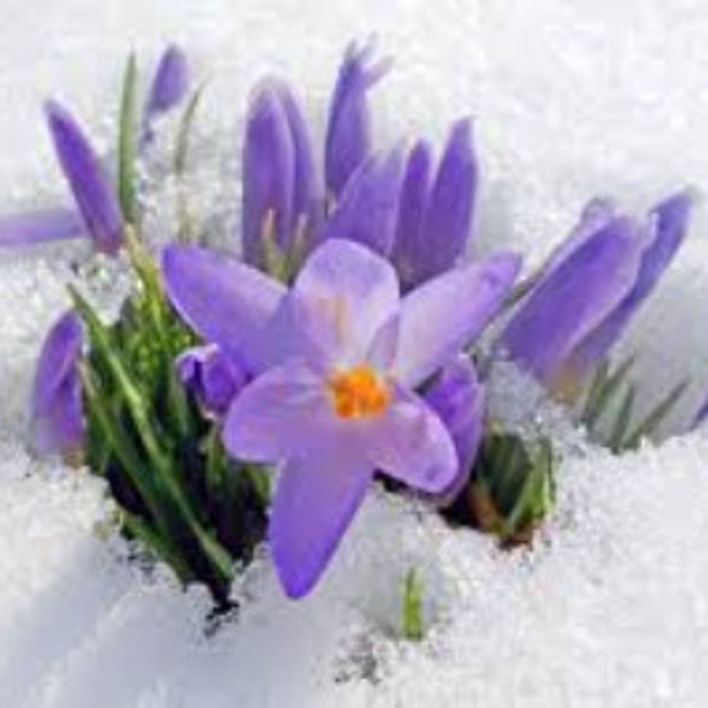 60 Seconds for Time Out Tuesday: Winter Begets Spring