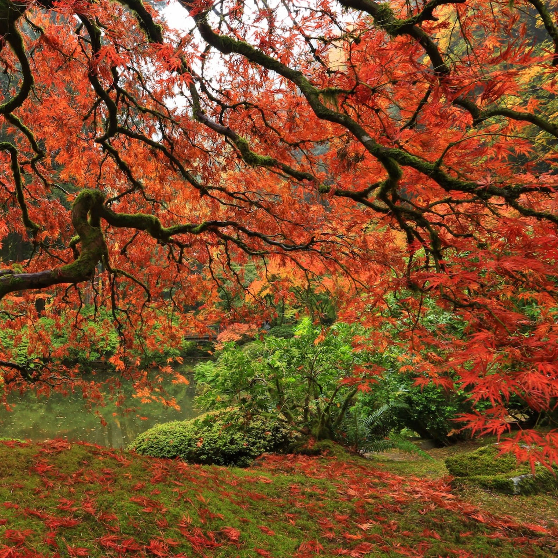 60 Seconds for Time Out Tuesday: How Do Trees Inspire Us Mortals?