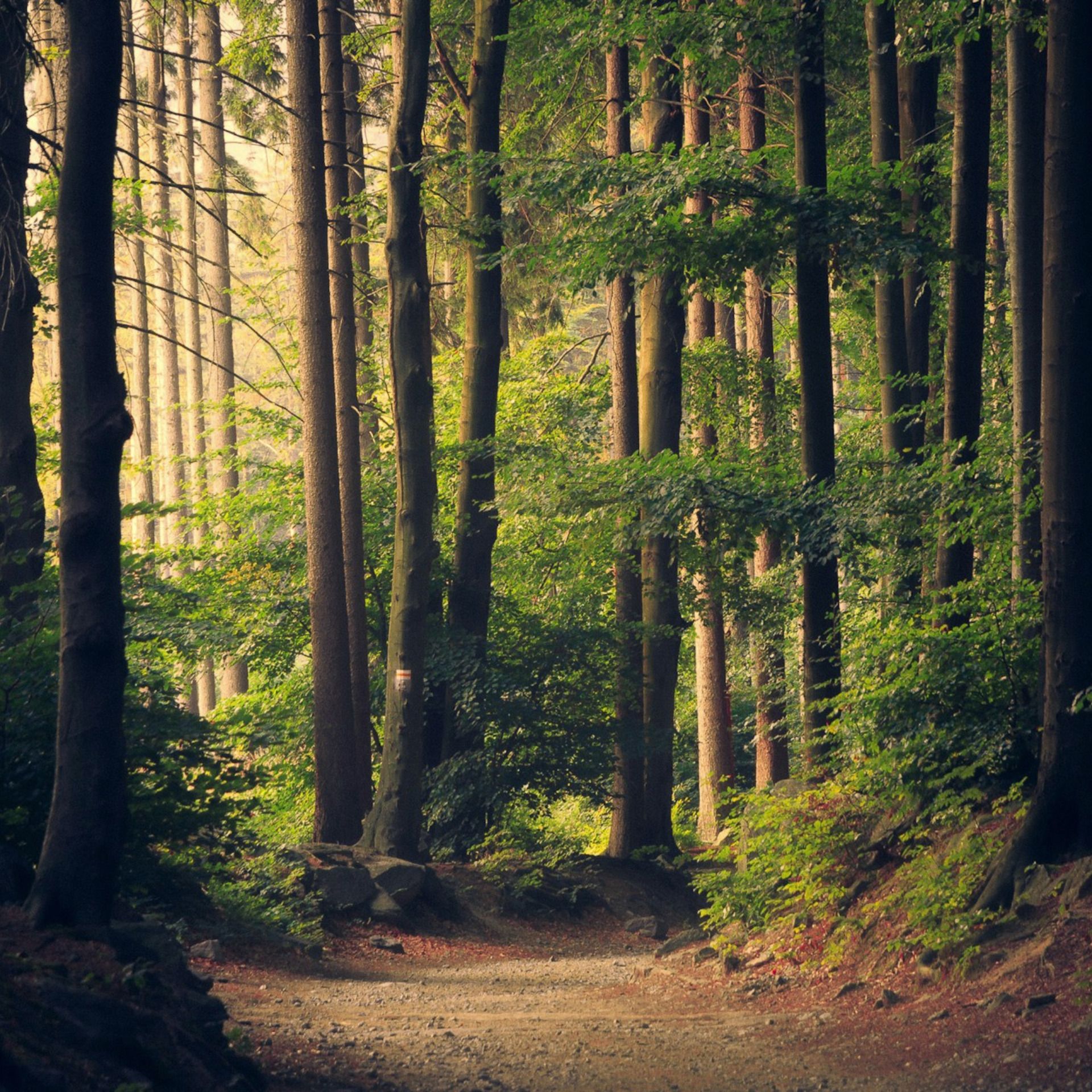 60 Seconds for Wednesdays on Whidbey: What Is it About a Walk in the Woods and Belonging?
