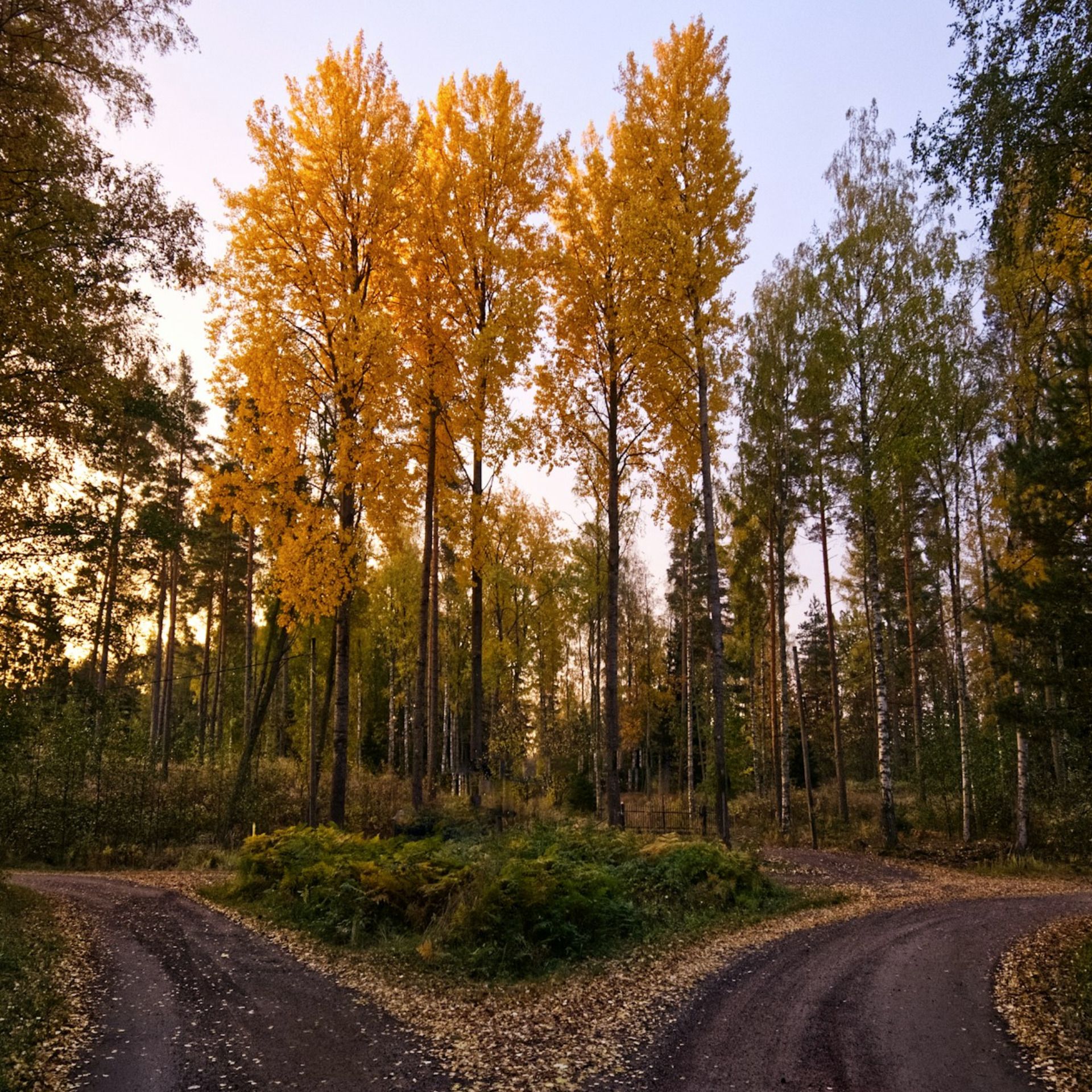 60 Seconds for Wednesdays on Whidbey: Is it Right or Is it Best?