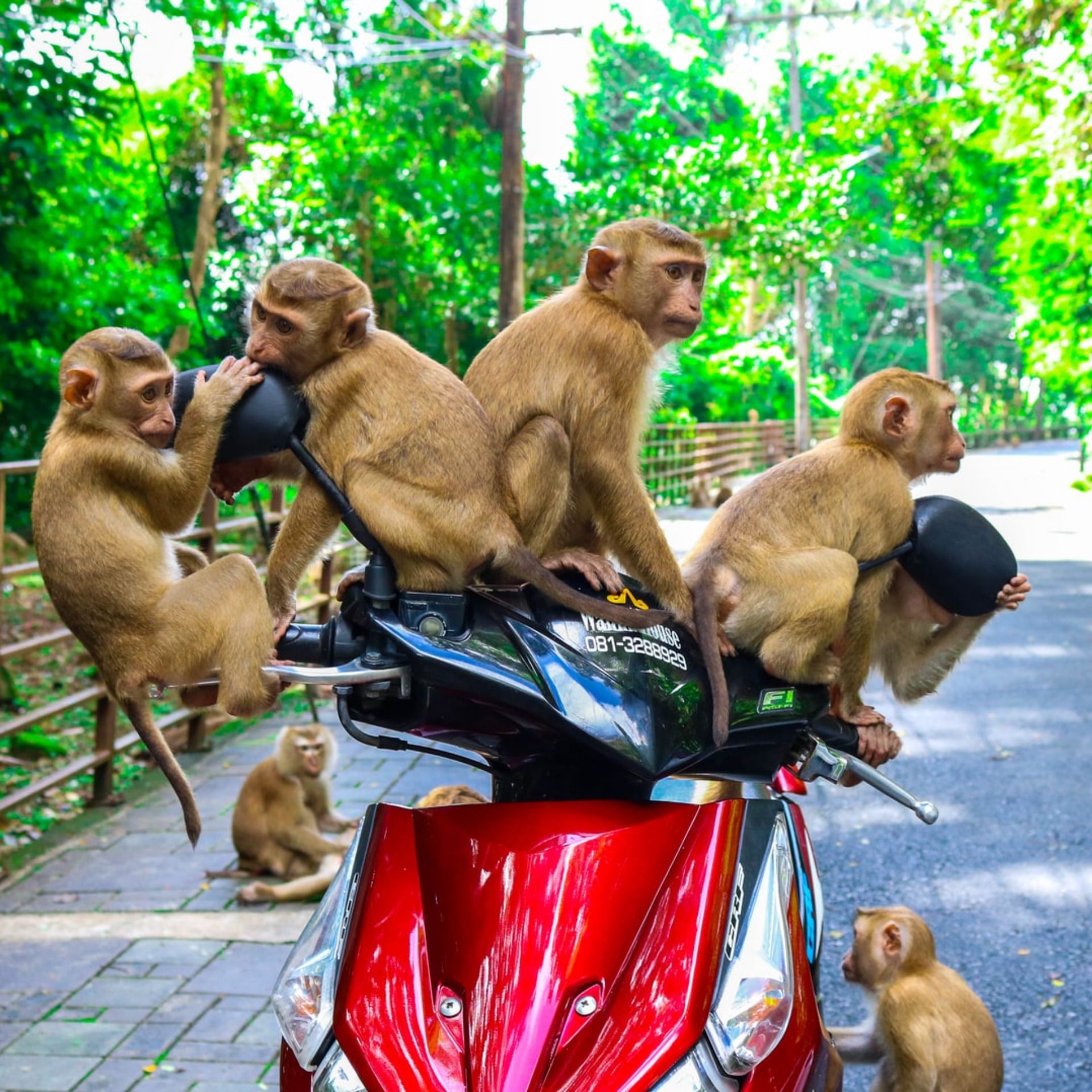 60 Seconds for Motivate Your Monday: Save Your Soul - Don’t Feed the Monkeys