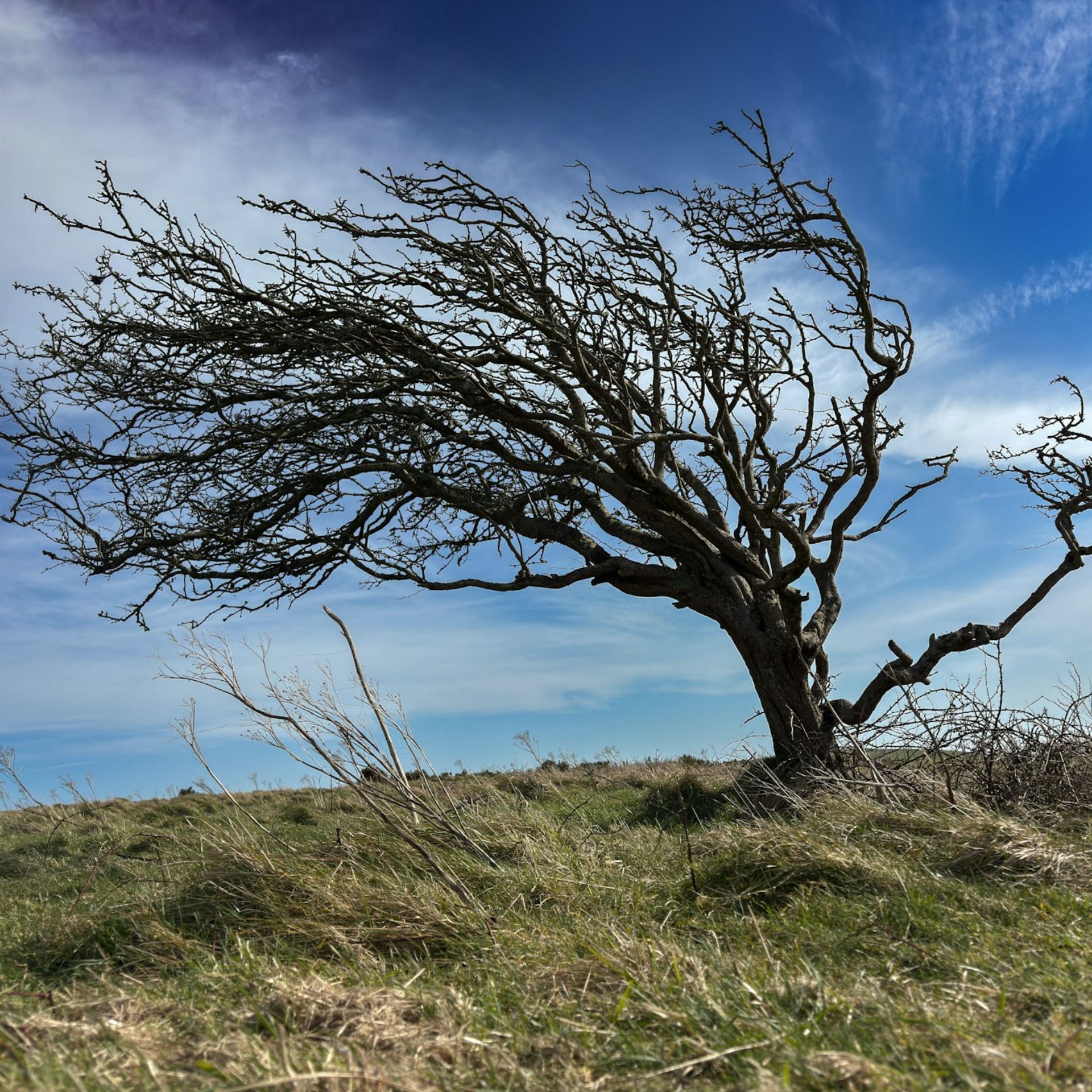 60 Seconds For Wednesdays on Whidbey: Humans Like Trees Are Sturdier Than We Might Believe