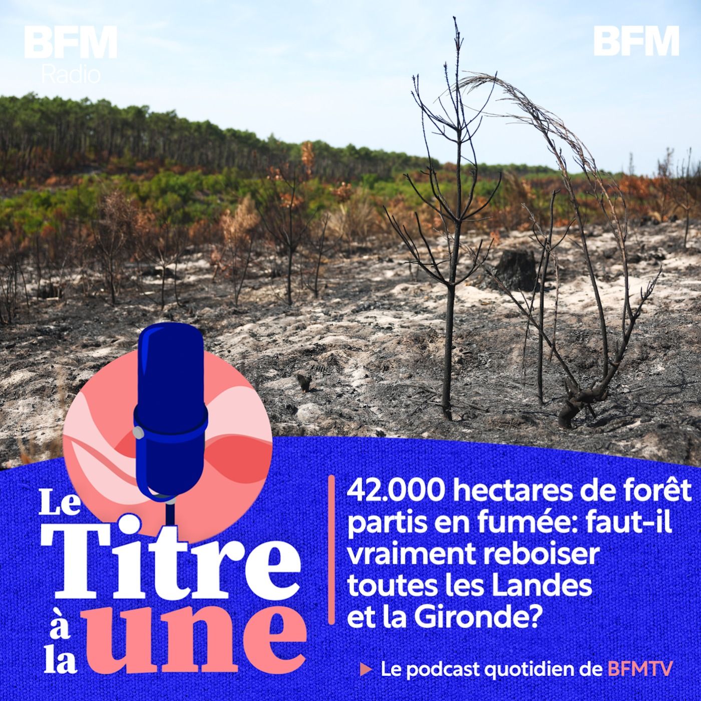 42.000 hectares de forêt partis en fumée: faut-il vraiment reboiser toutes les Landes et la Gironde?