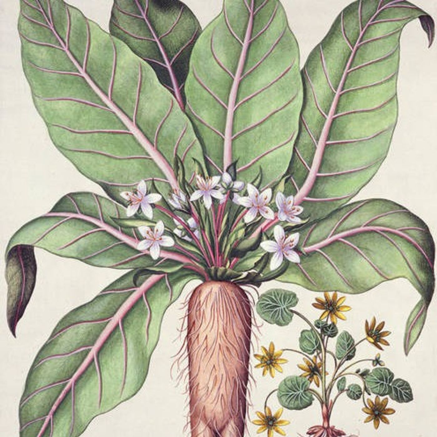 Mandrakes of Reconciliation episode artwork