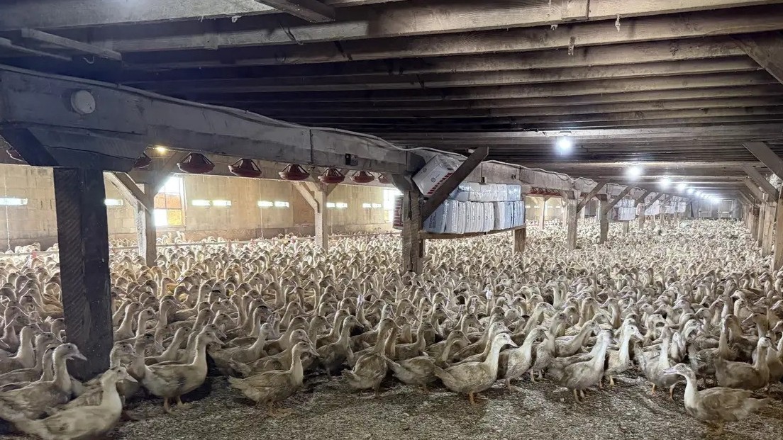 The Duck Stops Here: The Long Fight Over Foie Gras in New York