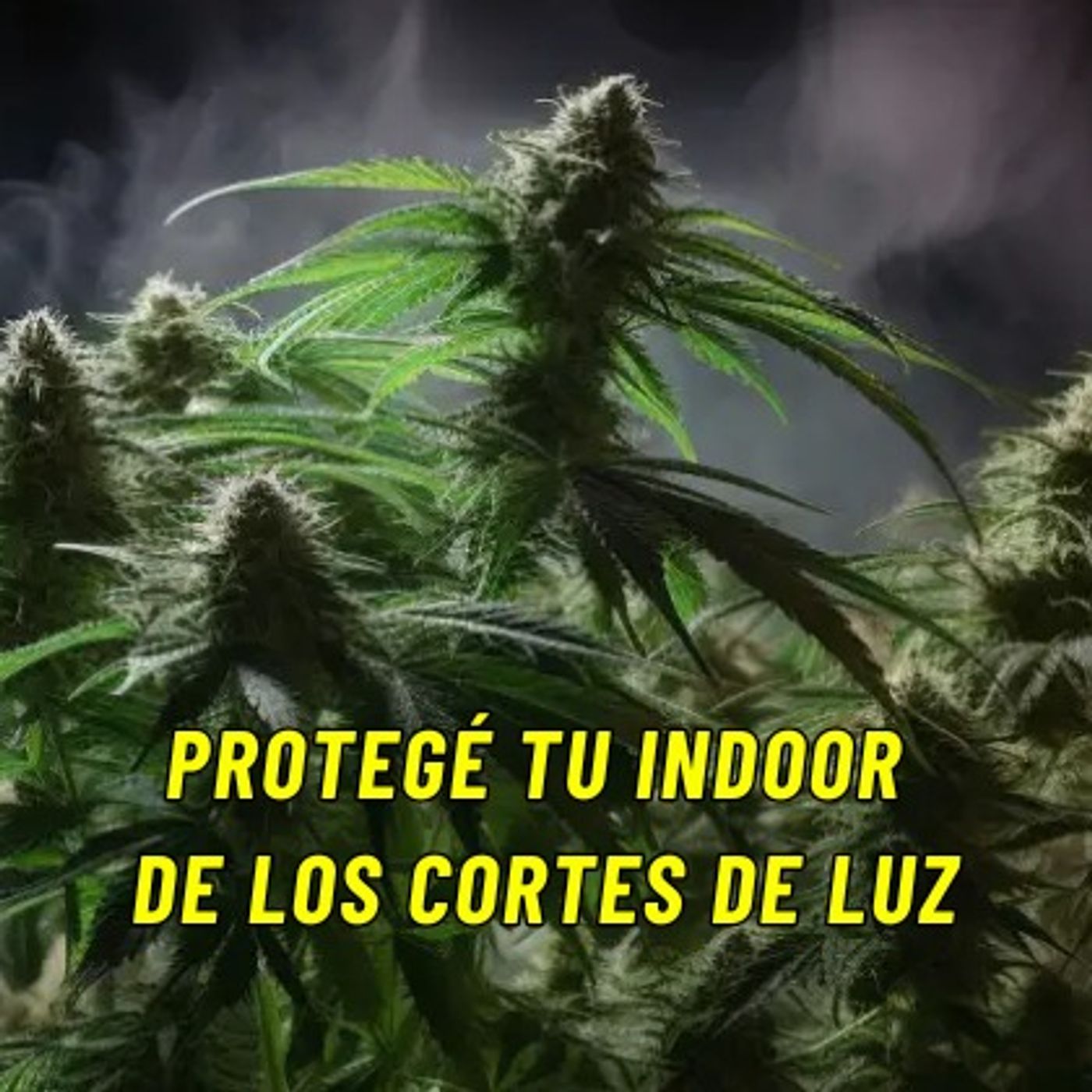 El Planteo - Noticias y Especiales