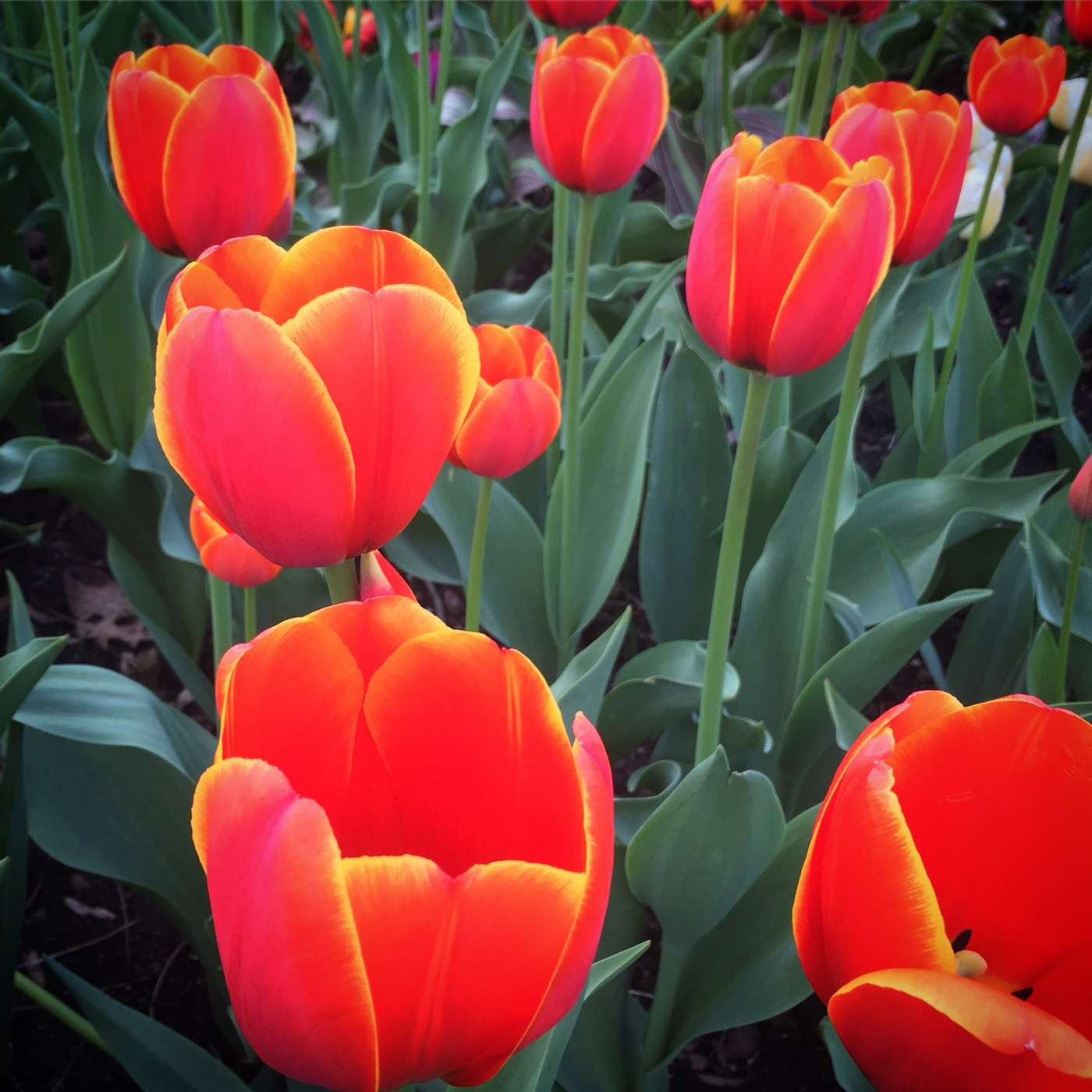 Joy and Beauty are Within + a Meditation