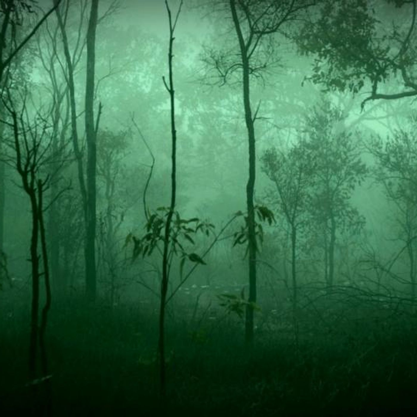 The Creepy Side of NEPA: Could Bigfoot Be In NEPA?