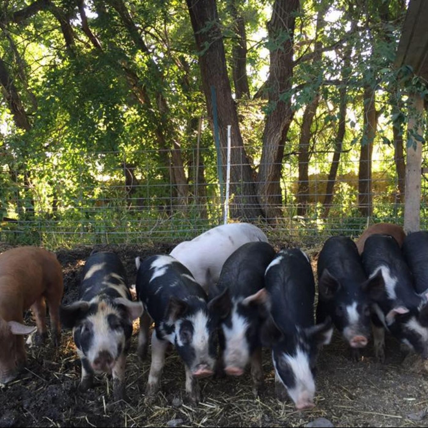 Little Lane Acres