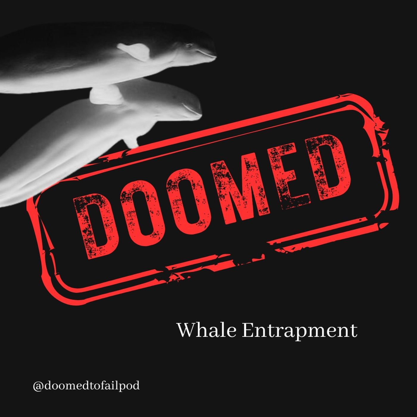 Ep 215: Nowhere to Echo - Whale Entrapment