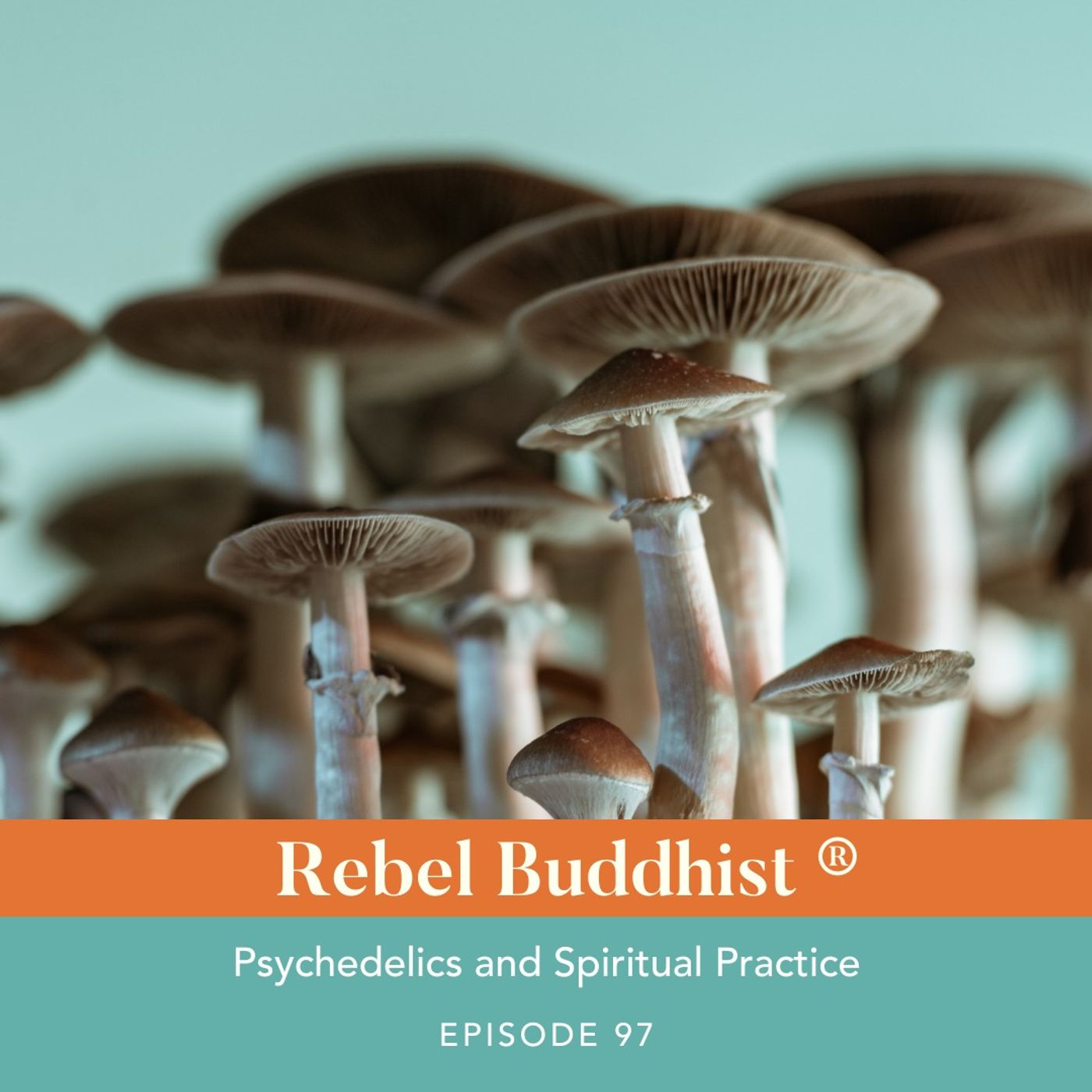 Psychedelics and Spiritual Practice