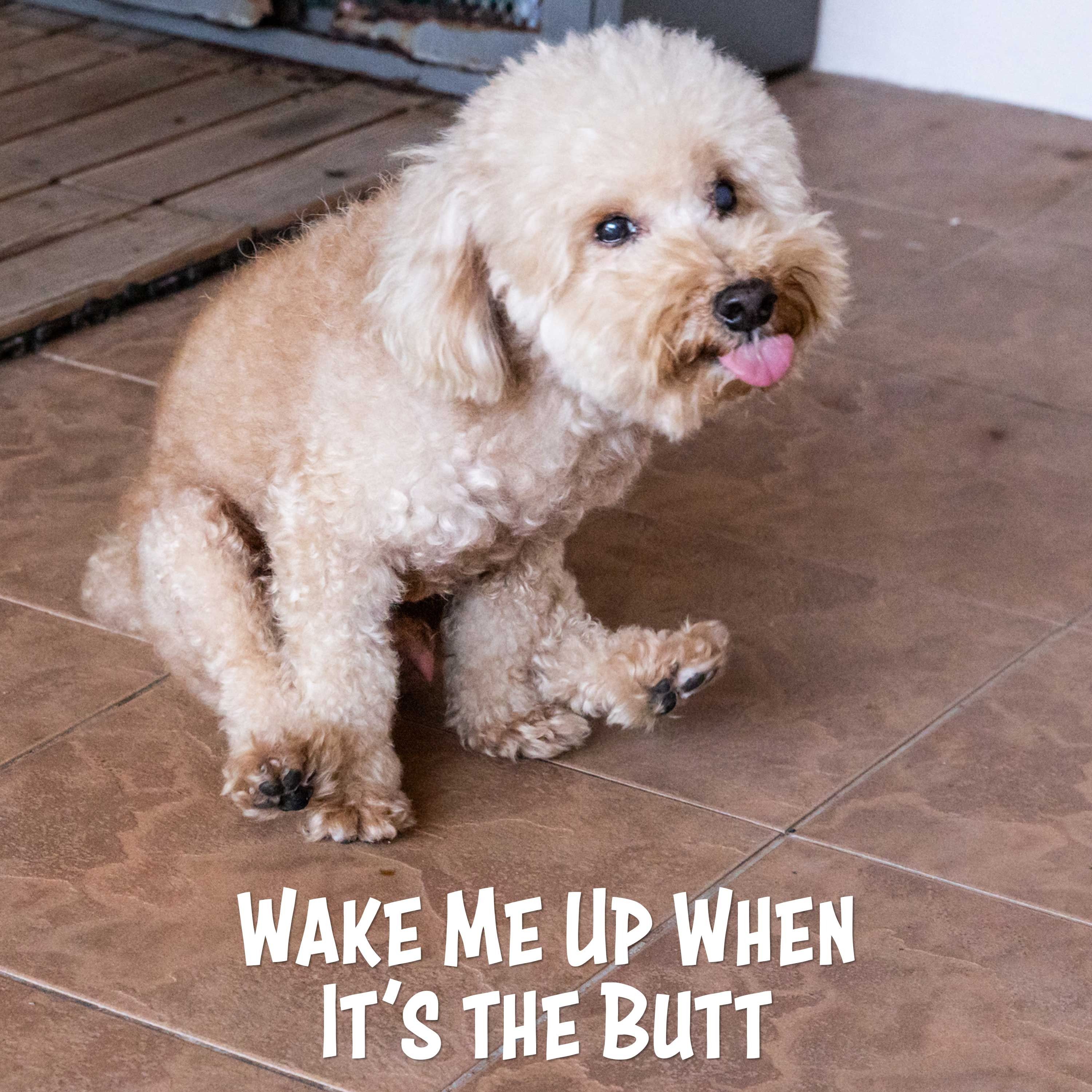 Wake Me Up When it's the Butt | America's Favorite Podcast episode artwork