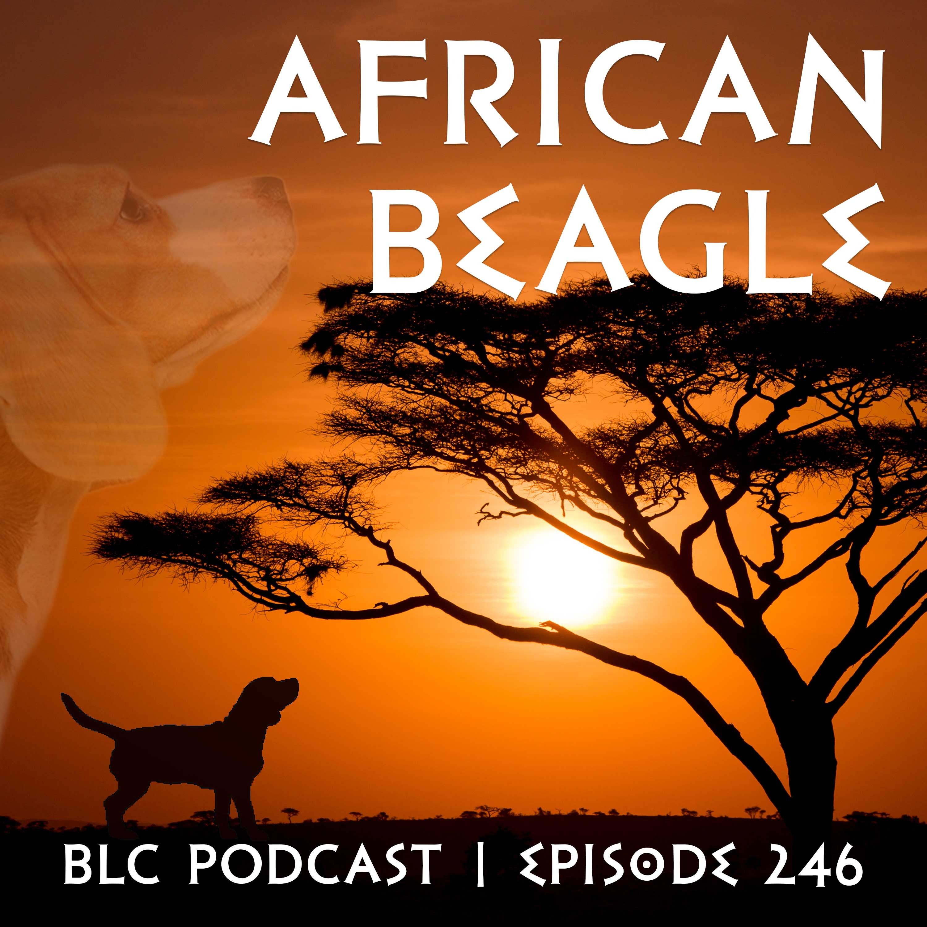 African Beagle | America's Favorite Podcast episode artwork