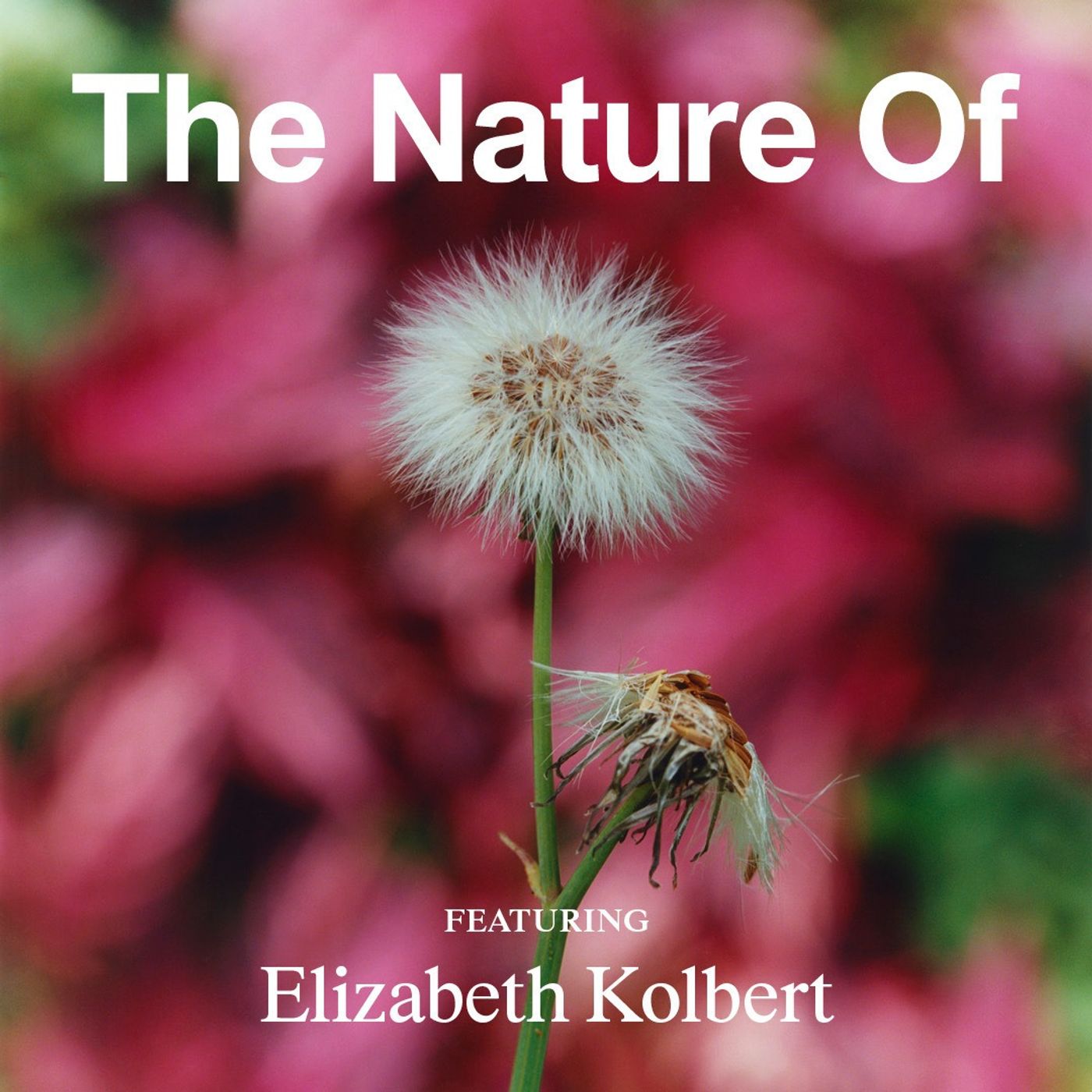 Embracing ‘Cathedral Thinking’ with Elizabeth Kolbert