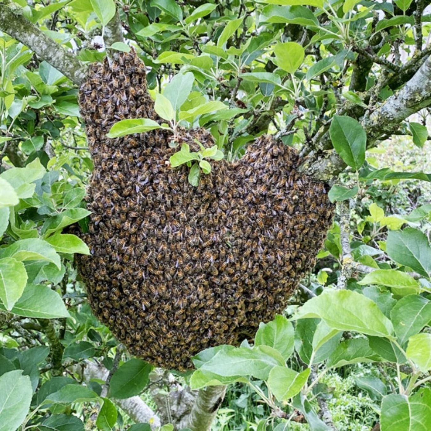 The Walrus and the Honey Bee