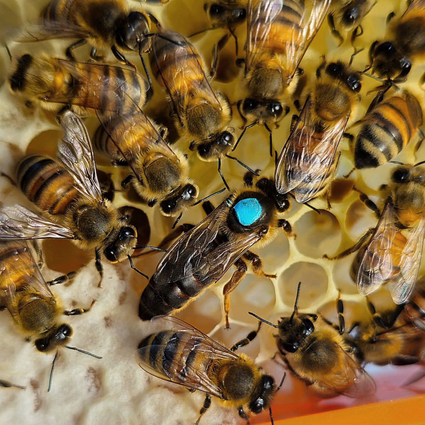 The Walrus and the Honey Bee