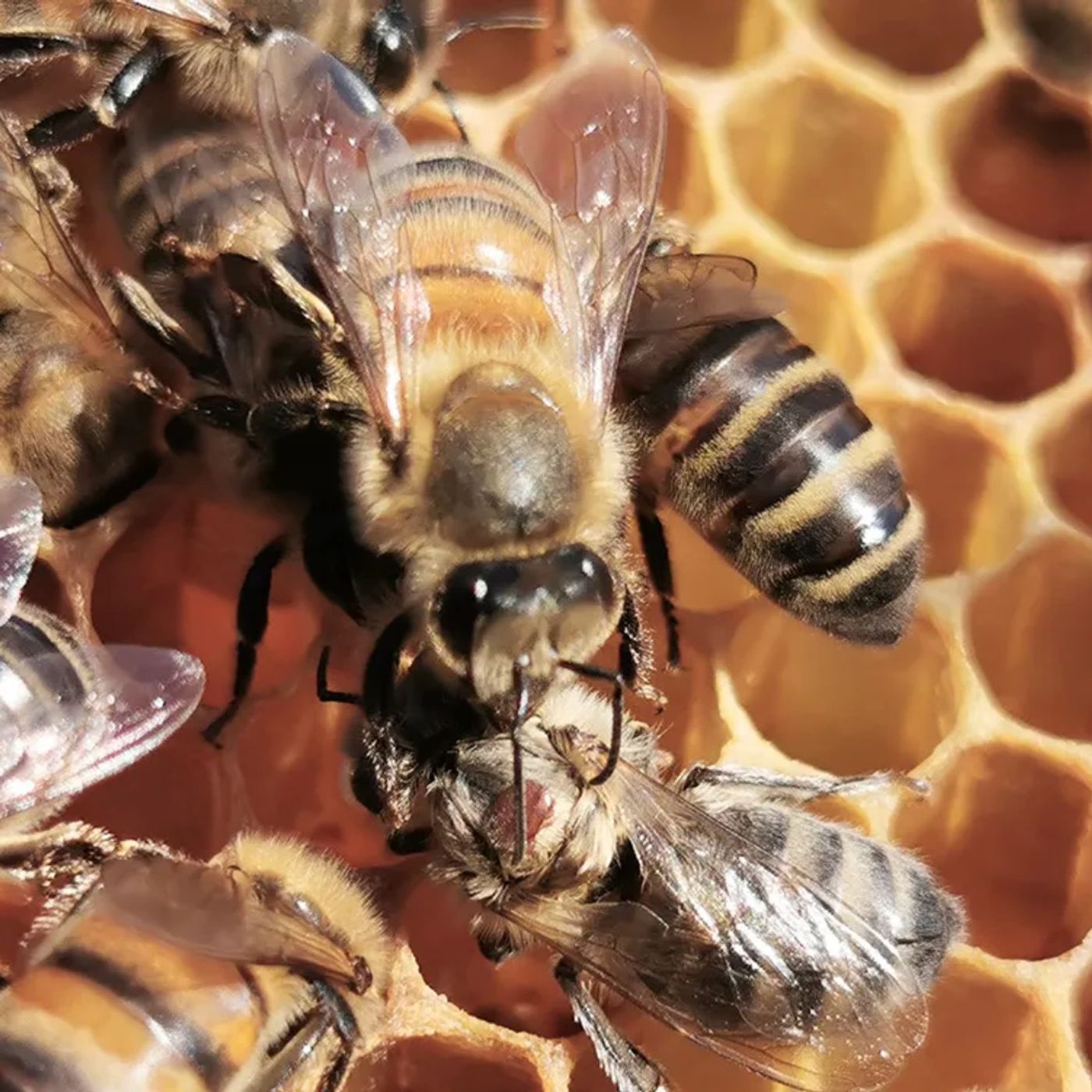 The Walrus and the Honey Bee