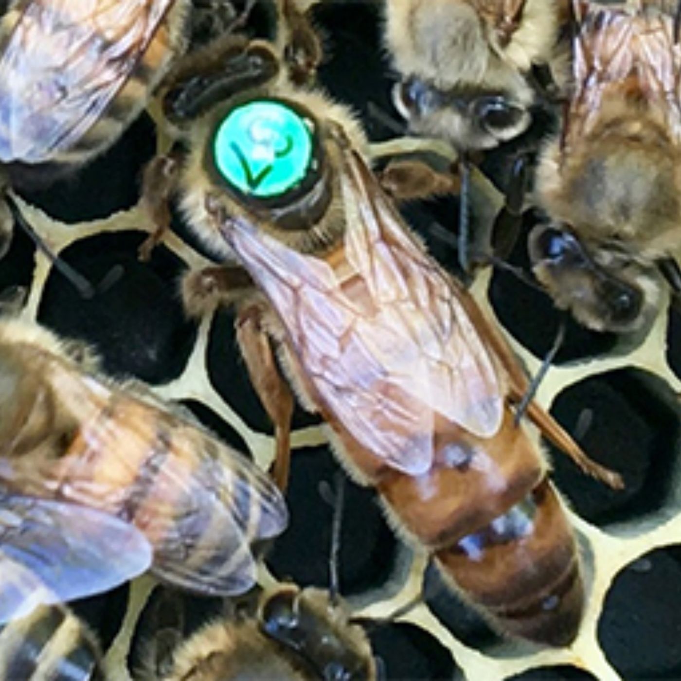 The Walrus and the Honey Bee