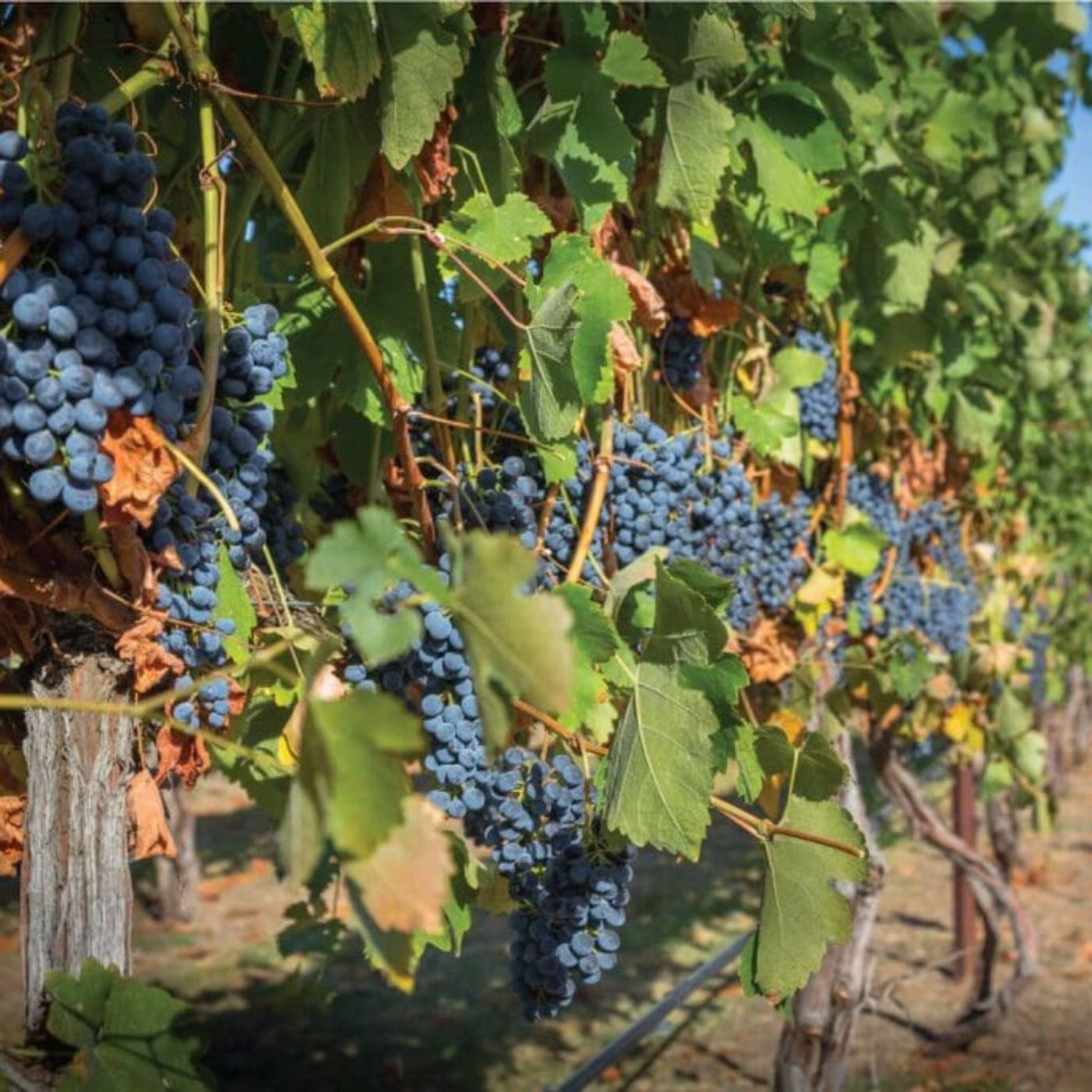 Clearwater Canyon Cellars - Lewiston, ID Pt. 1