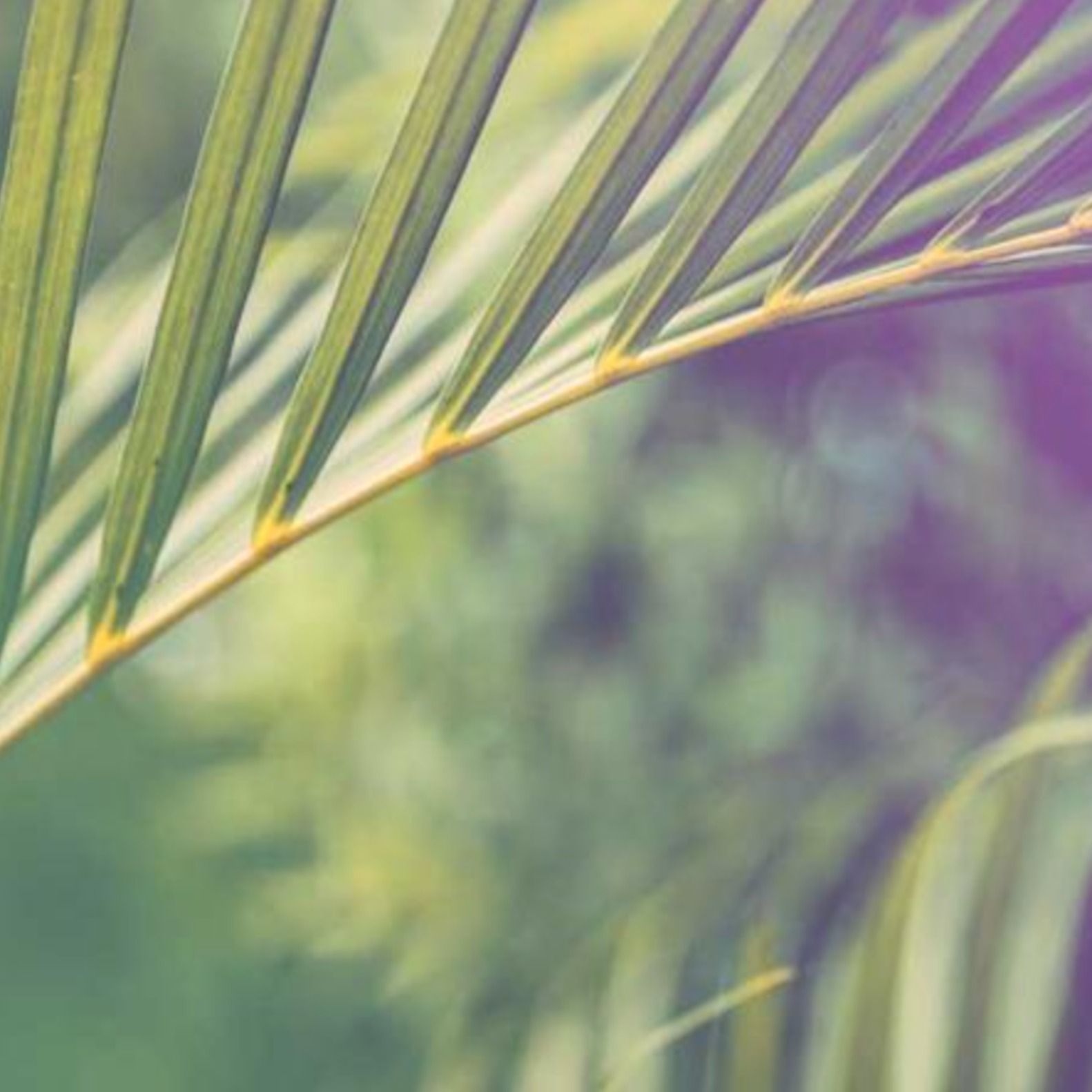 Who Is This? (Palm Sunday 2026, Matthew 21:1-22)