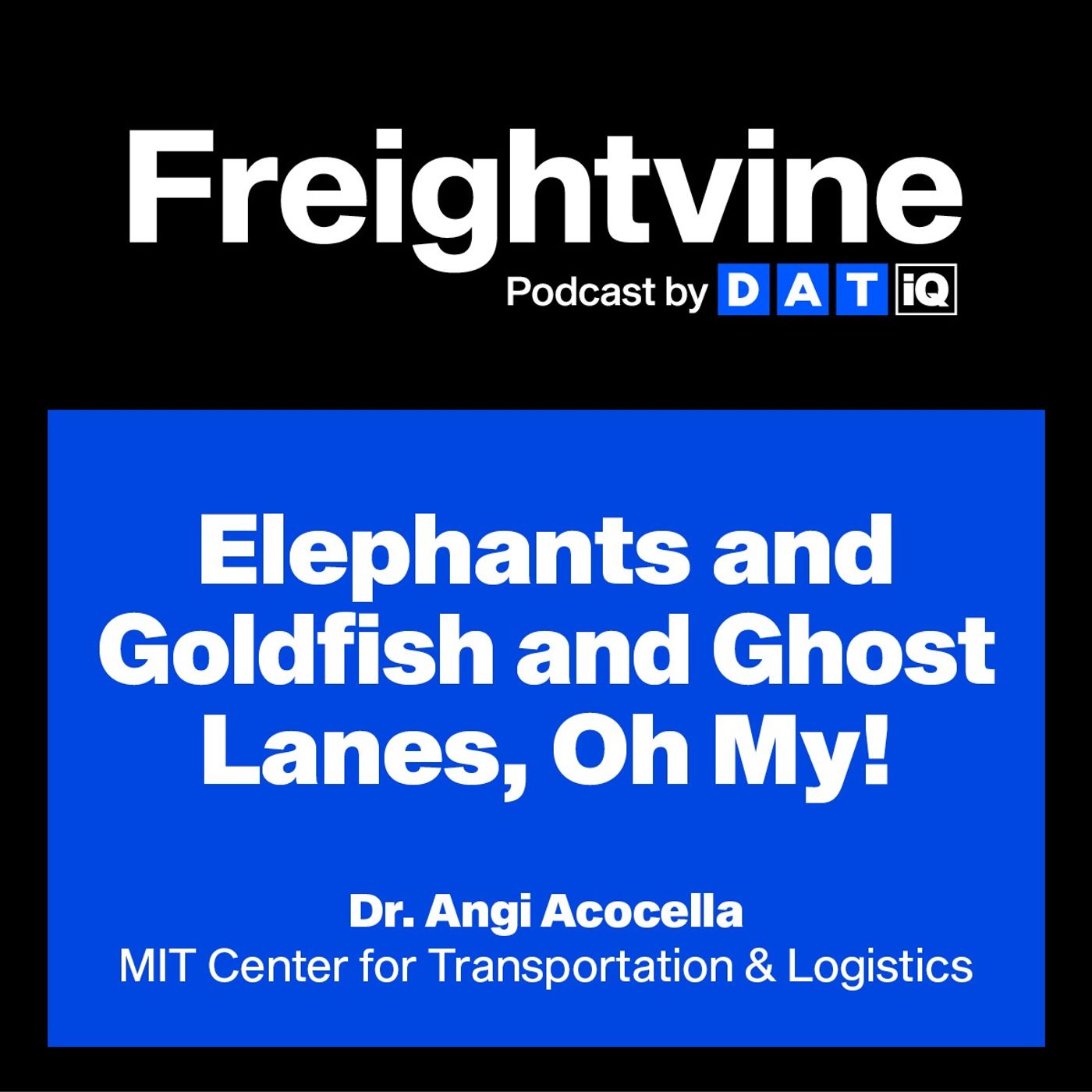 Angi Acocella | Elephants and Goldfish and Ghost Lanes, Oh My!