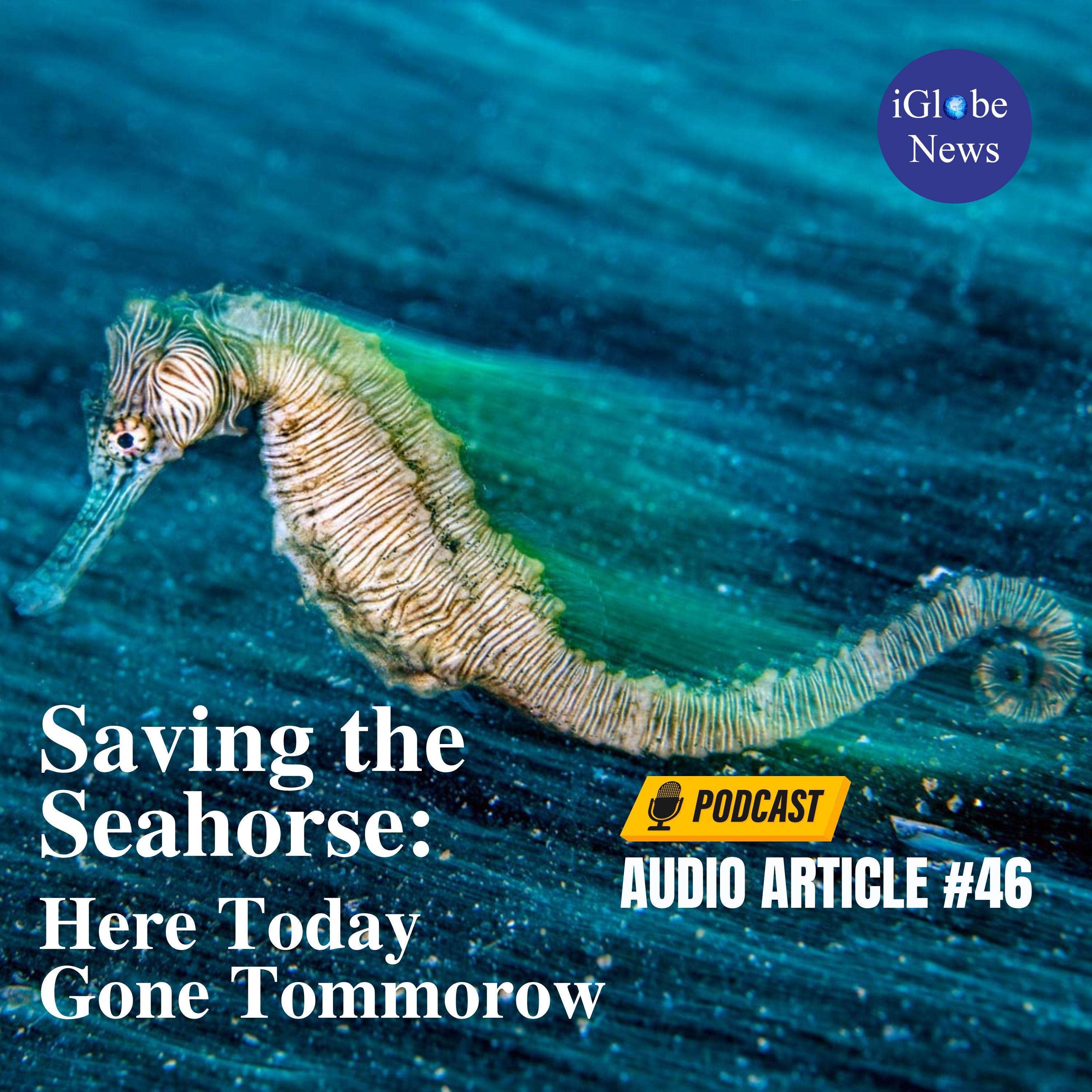 Audio Article #46: Saving the Seahorse - Here Today Gone Tomorrow