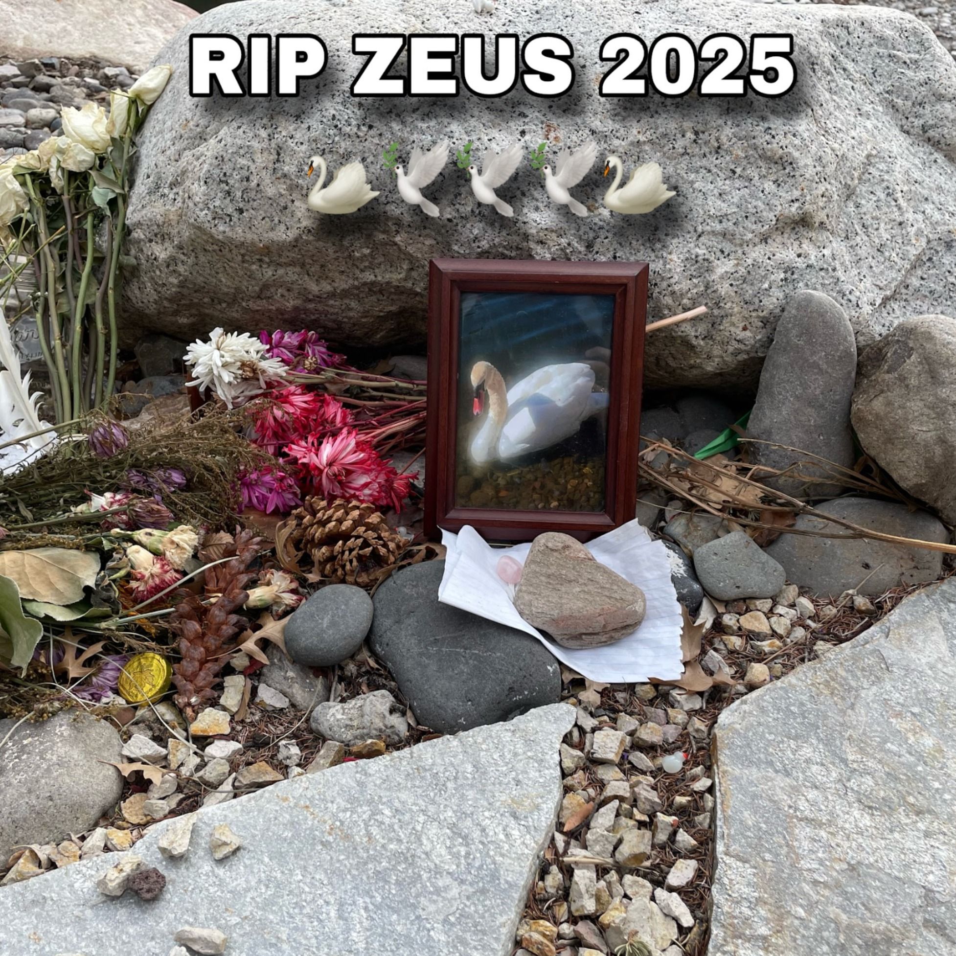 Investigating the Death of Zeus, UNR’s beloved swan