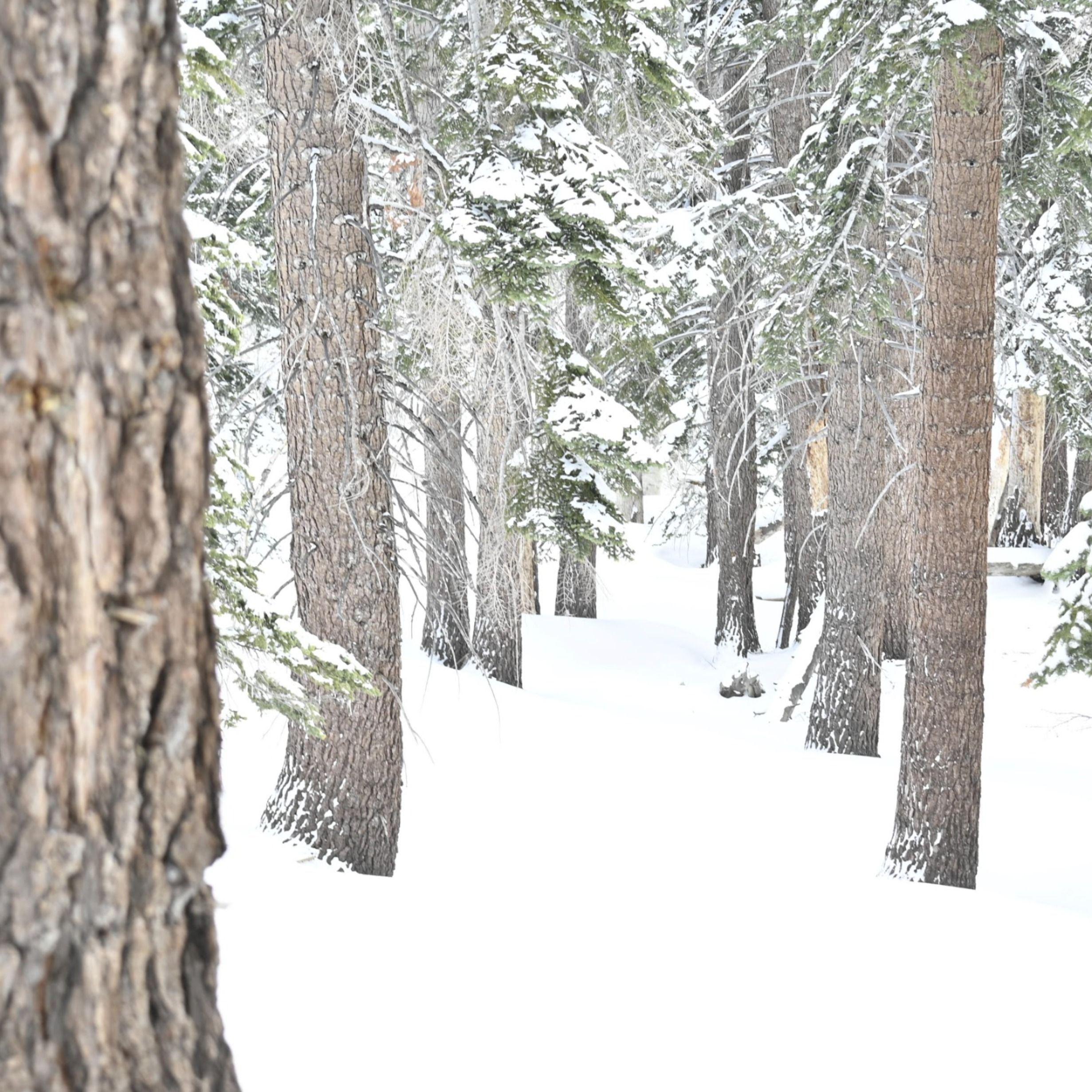 An Education in Avalanche Safety