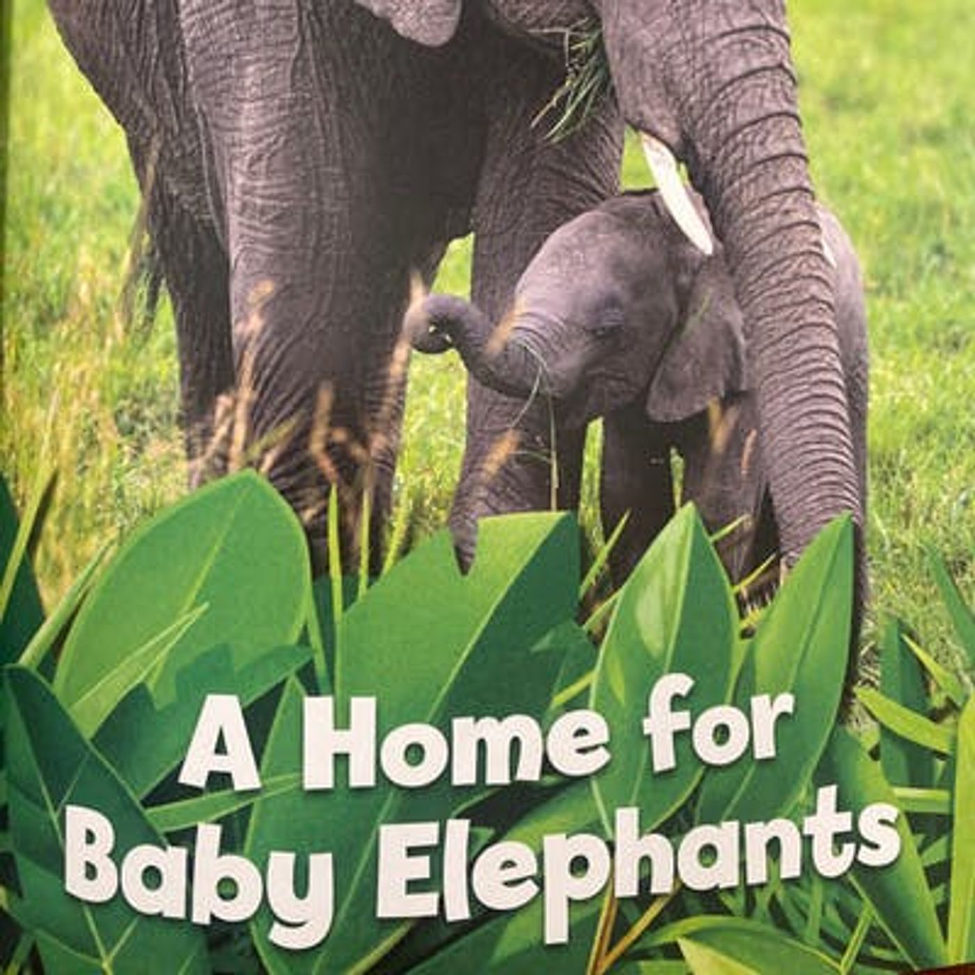 National Geographic 5 Minute Baby Animal Stories: A Home for Baby Elephants
