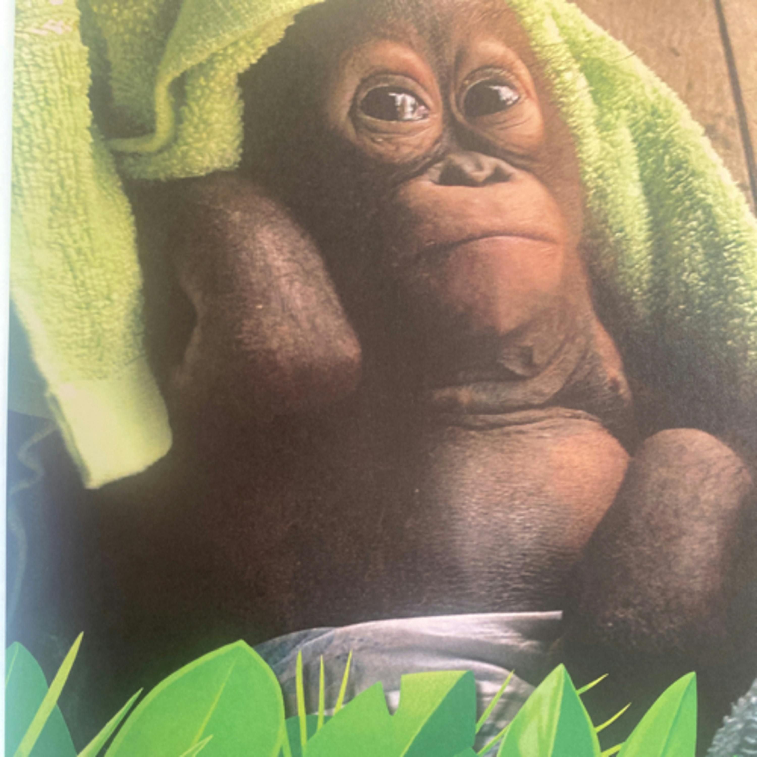 National Geographic 5 Minute Baby Animal Stories: Ape Academy