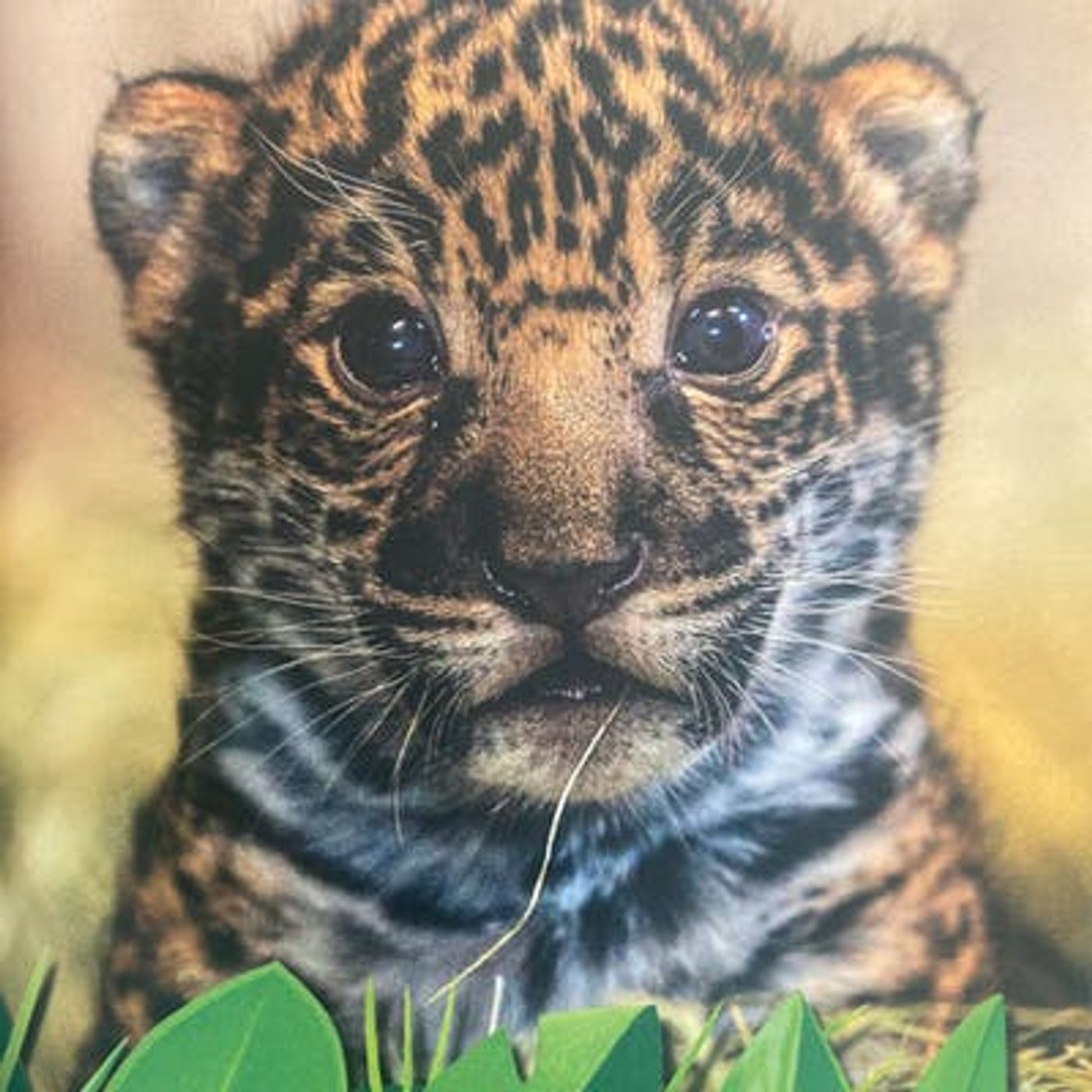 National Geographic 5 Minute Baby Animal Stories: Jaguar Cub Cuties
