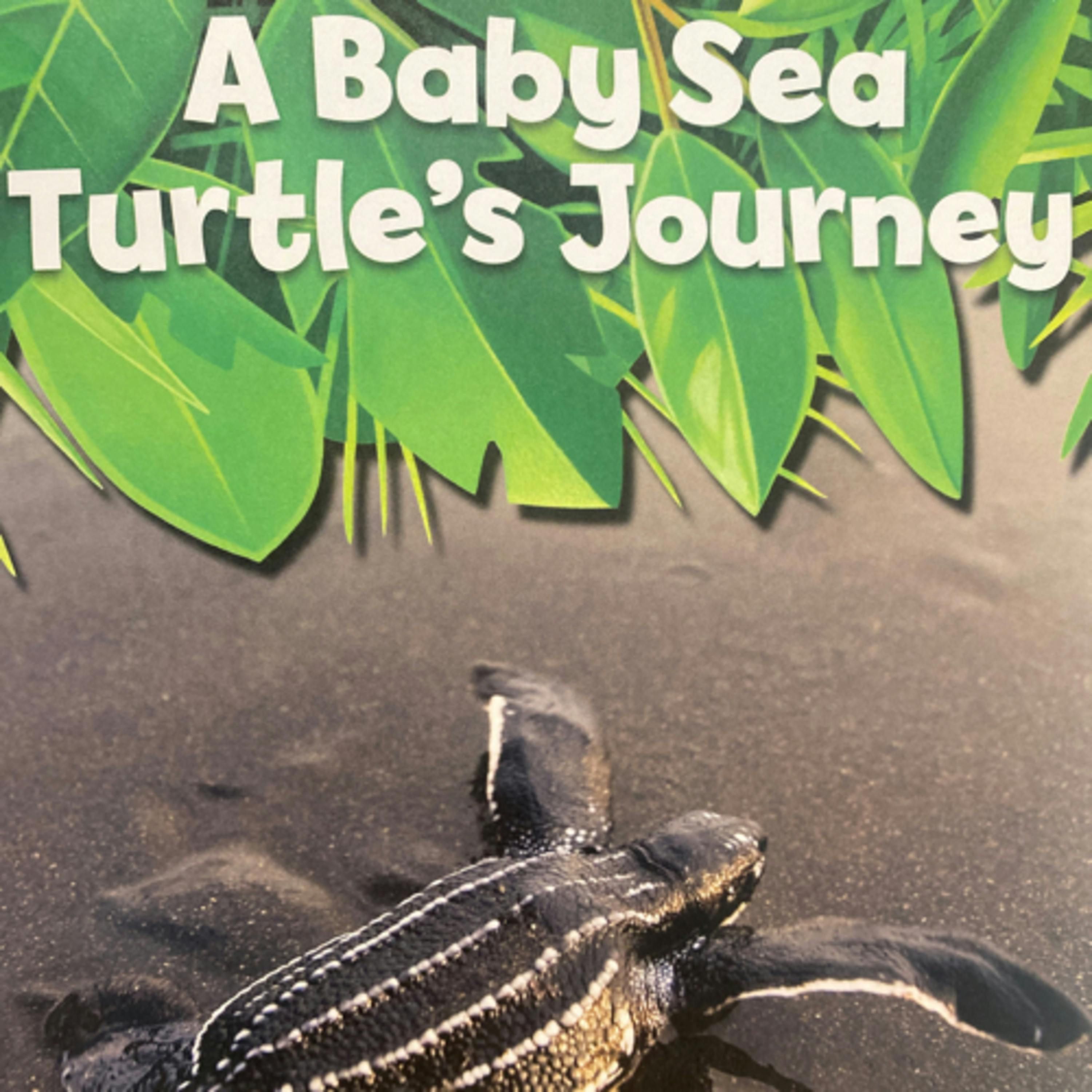 National Geographic 5 Minute Baby Animal Stories: Baby Sea Turtle