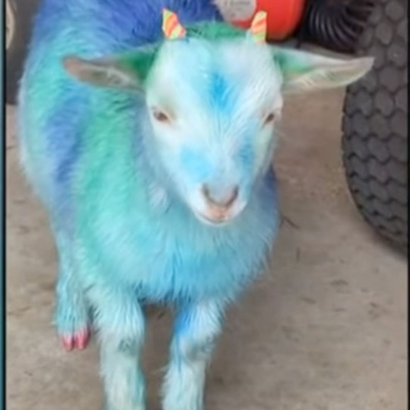 Epi. 250 - Felony Goat Painting
