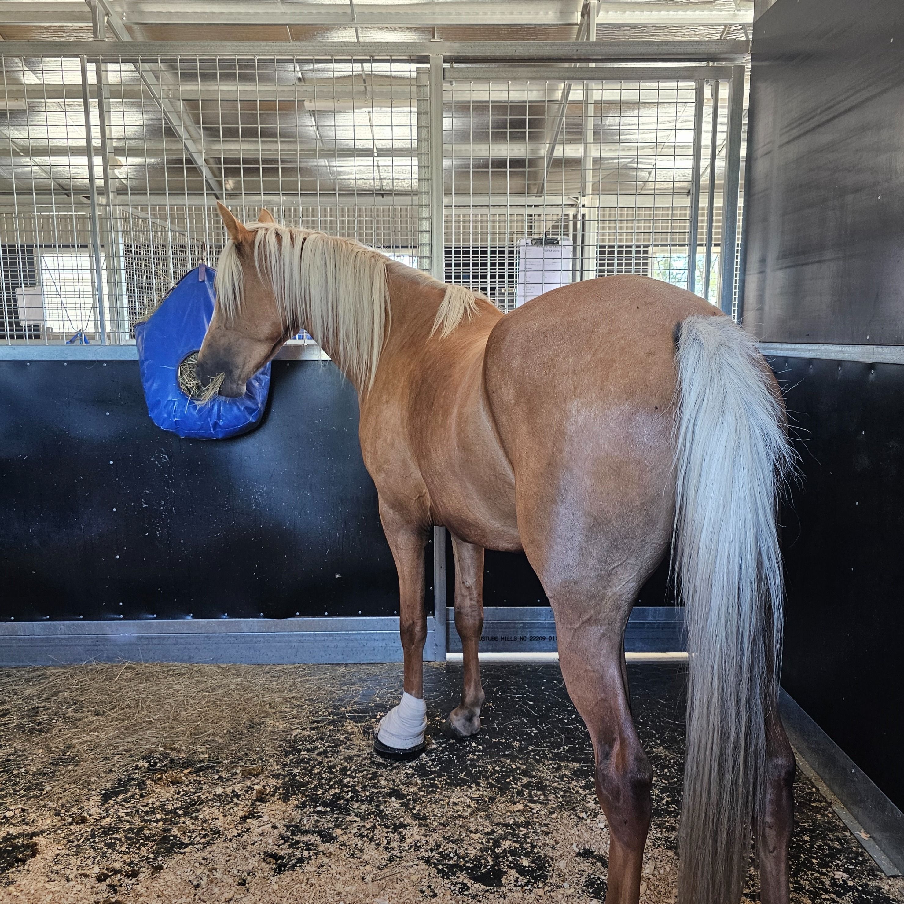An Equine Conversation