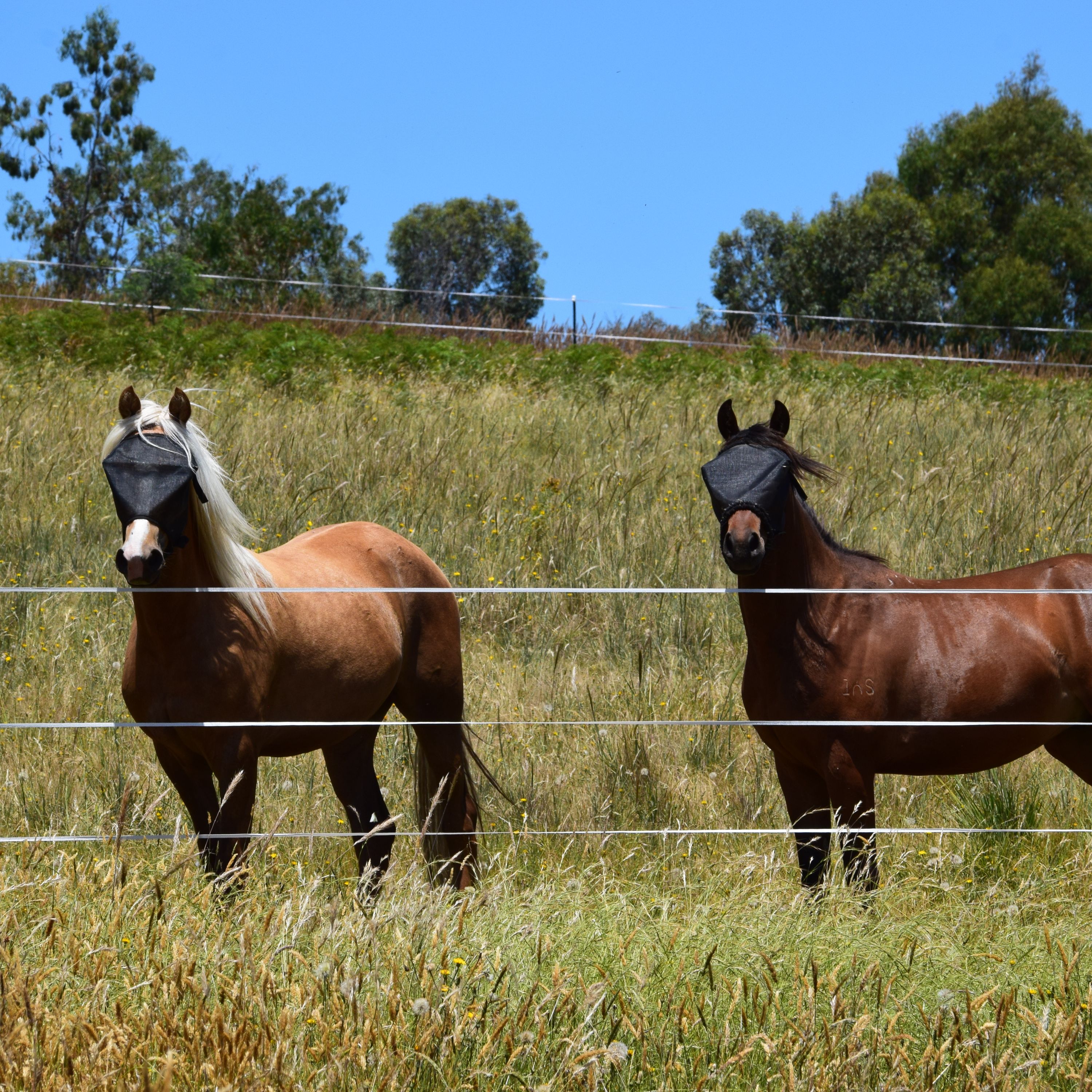 An Equine Conversation