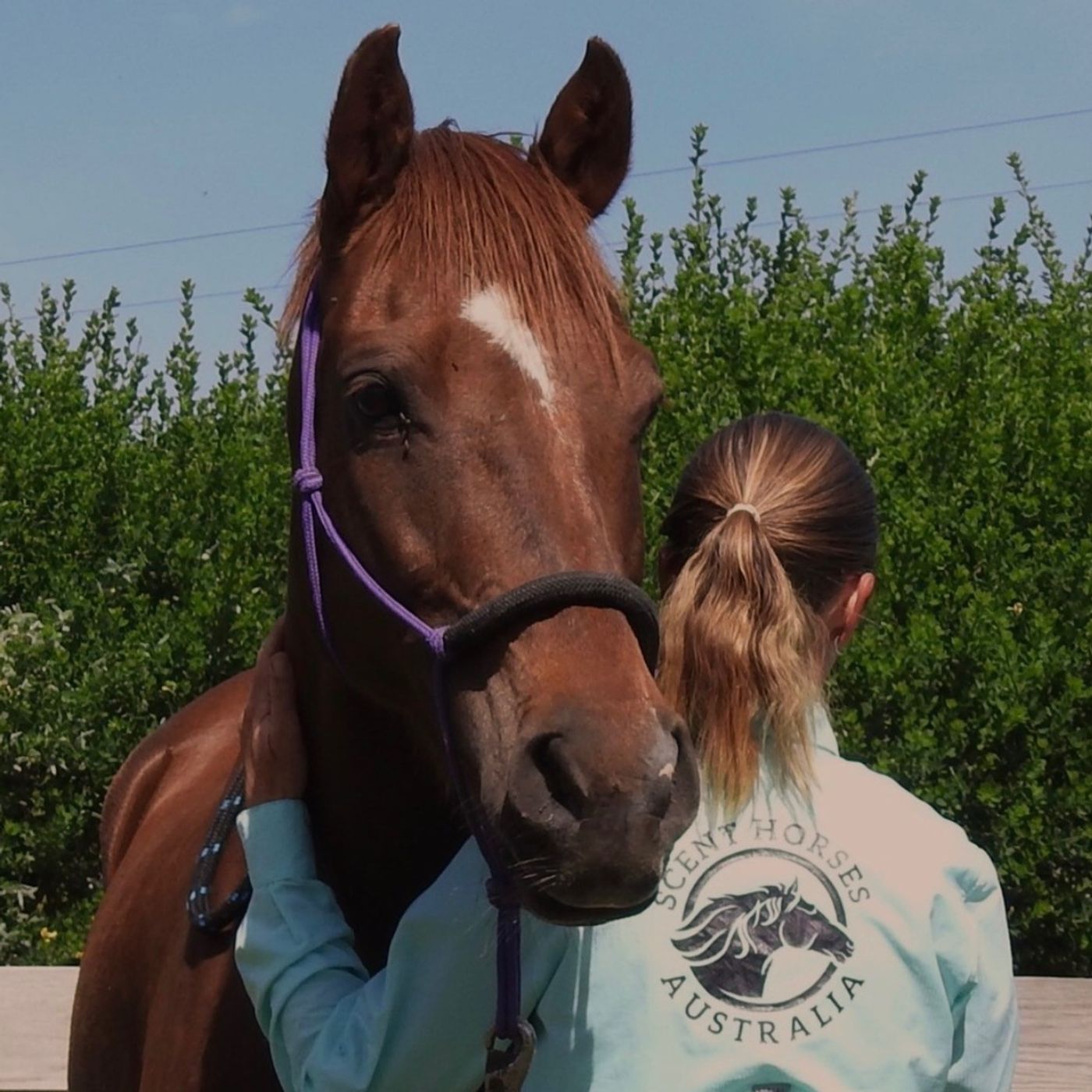 S4 E8: Equine Scent Detection with Dee Horwood & Cortney McCartney episode artwork