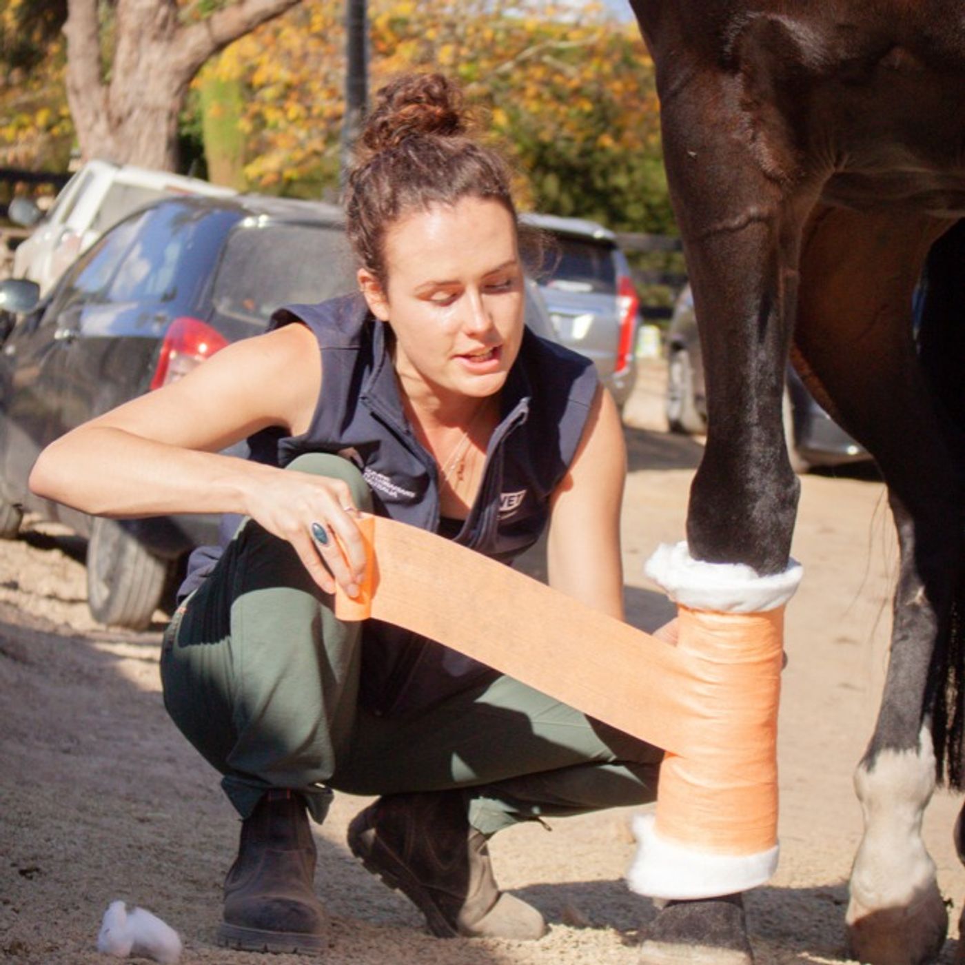 An Equine Conversation