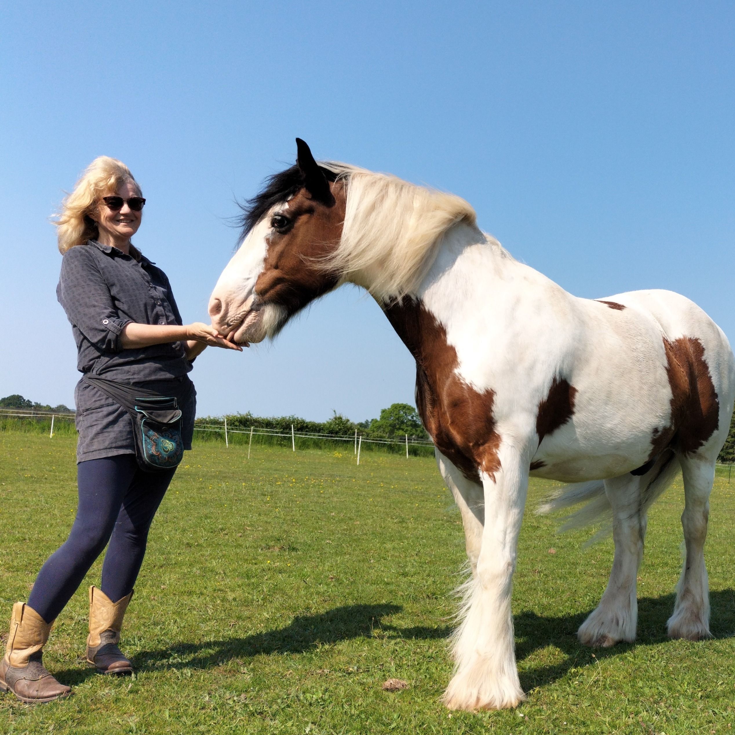 An Equine Conversation