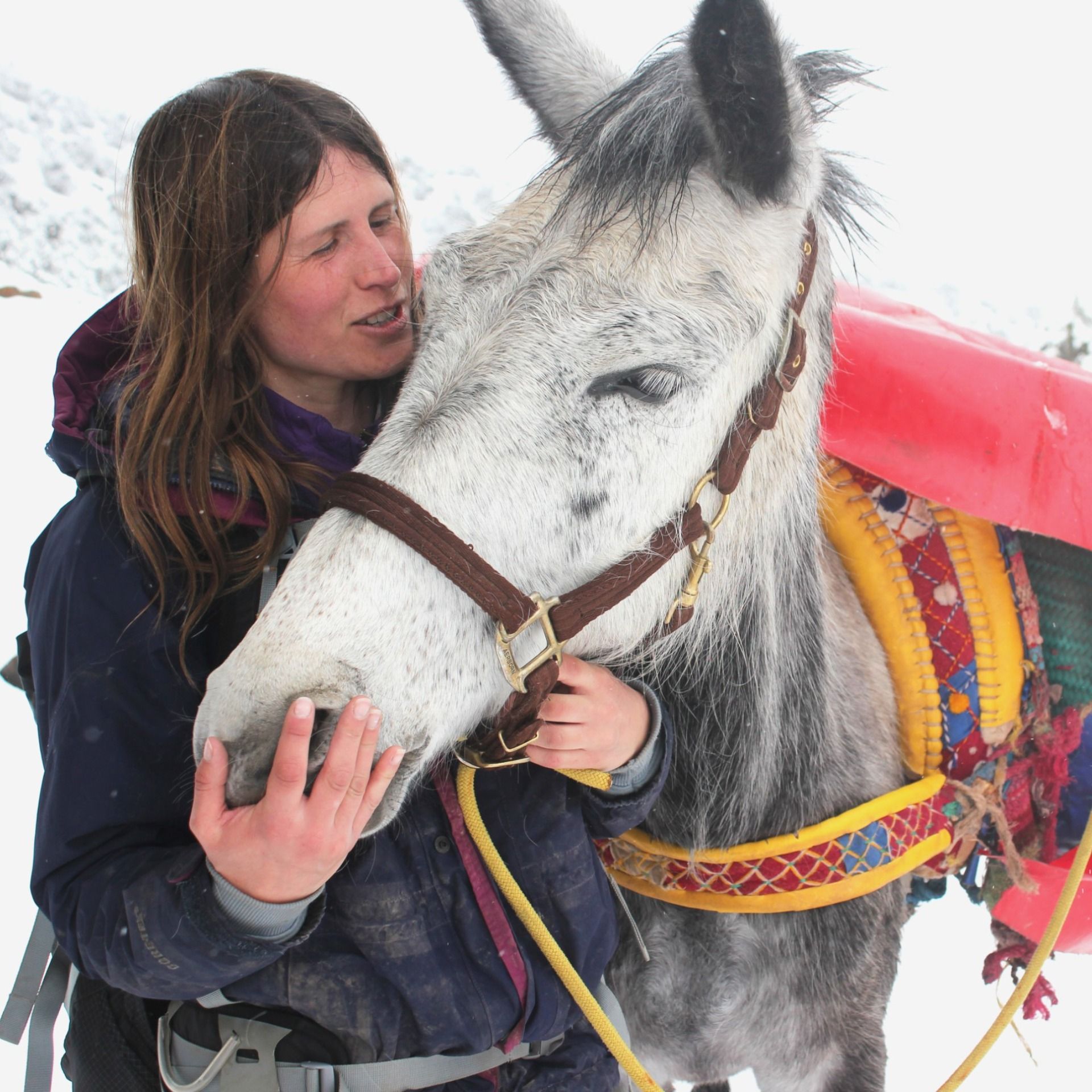 An Equine Conversation