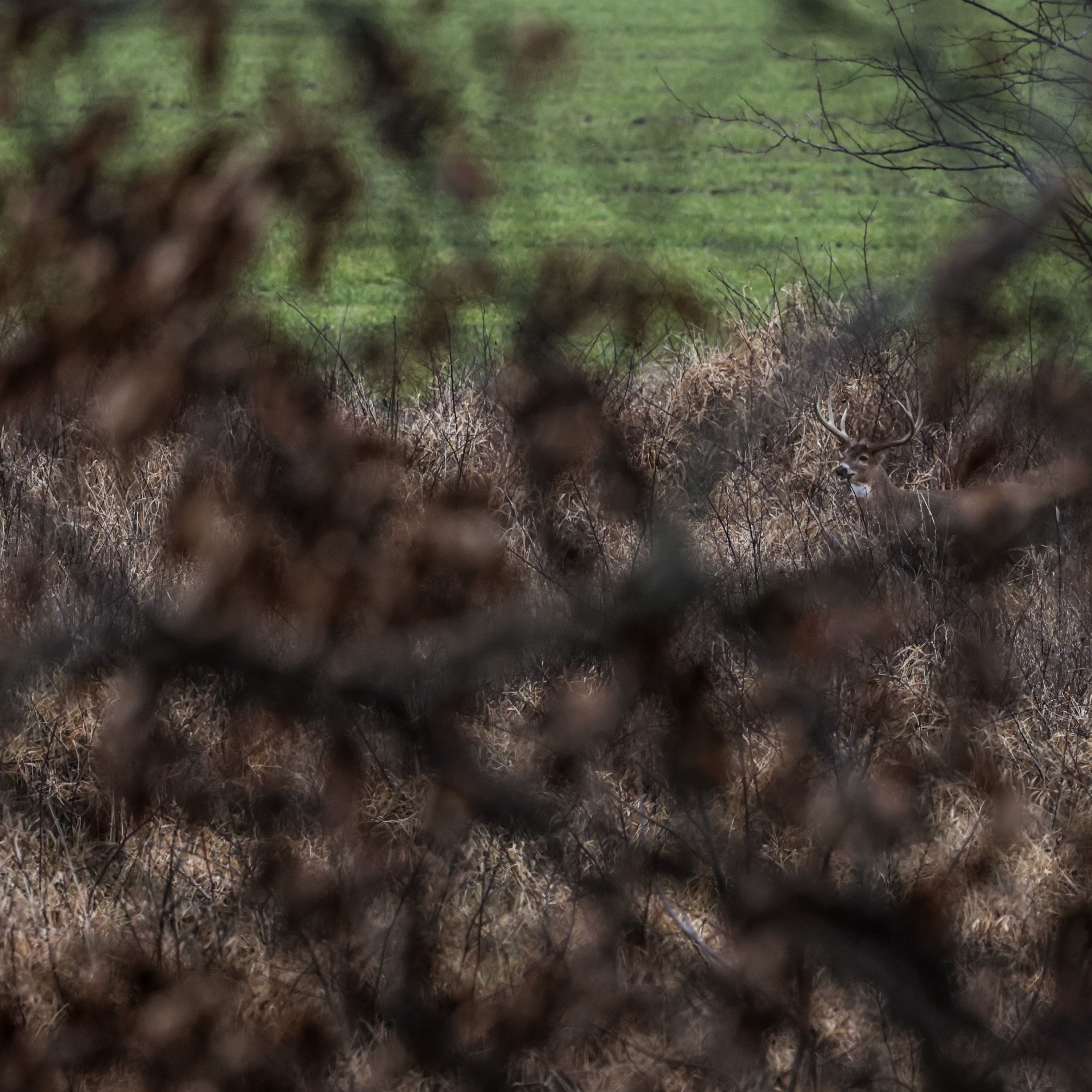 Week 12 and 13 Deer Season - So Close!