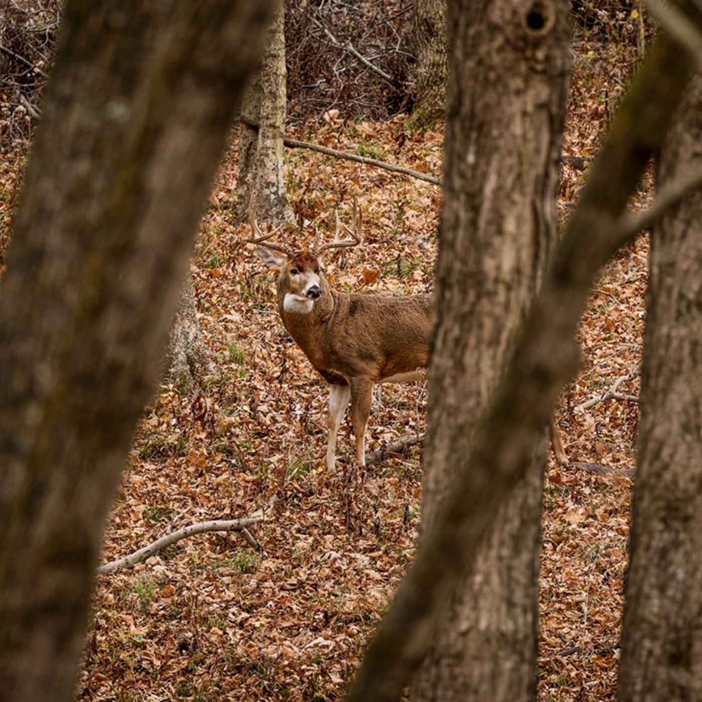 Best 2 Weeks Of Deer Season Ever Week 5 and 6 PT.1